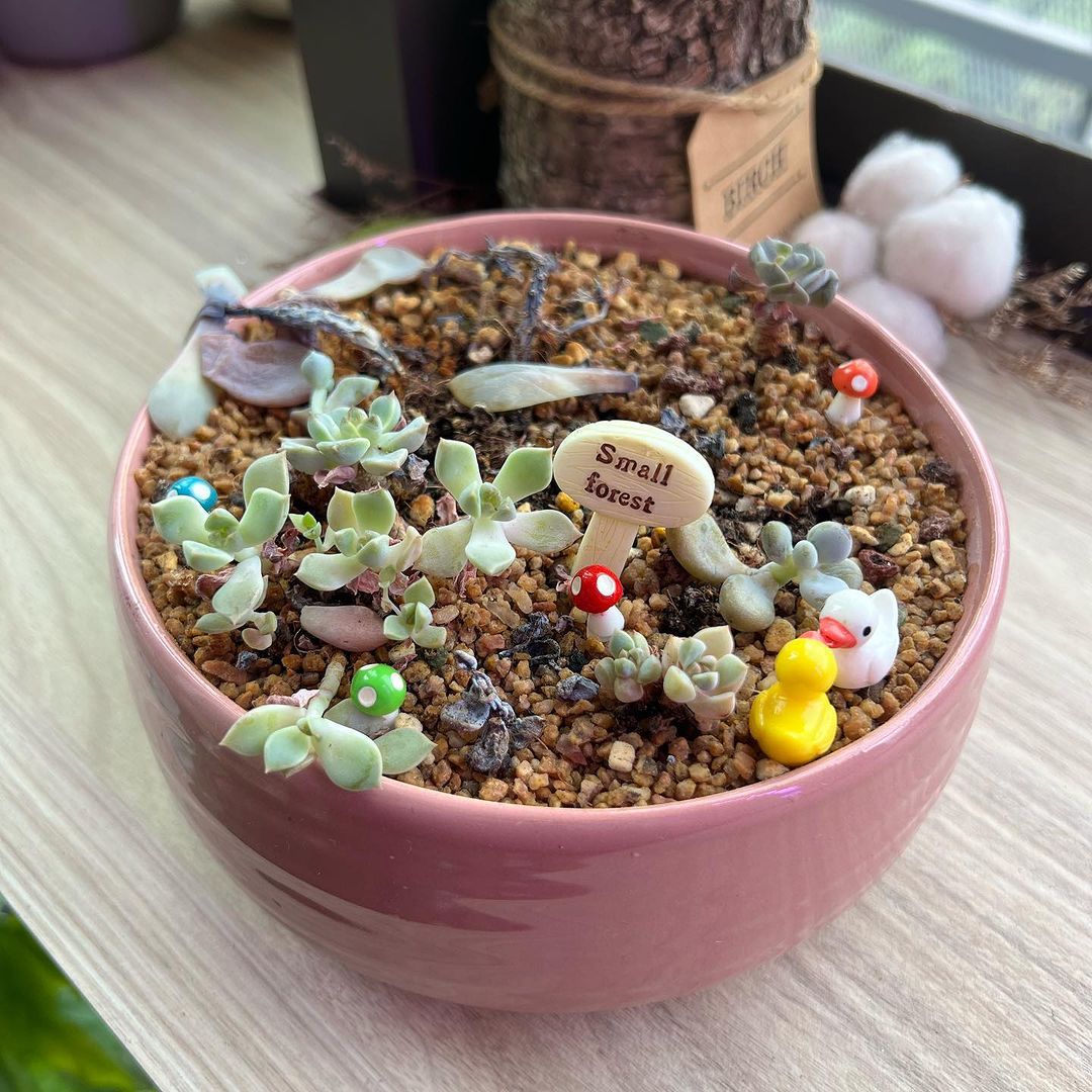 Top 5 reasons why your succulents are dying…