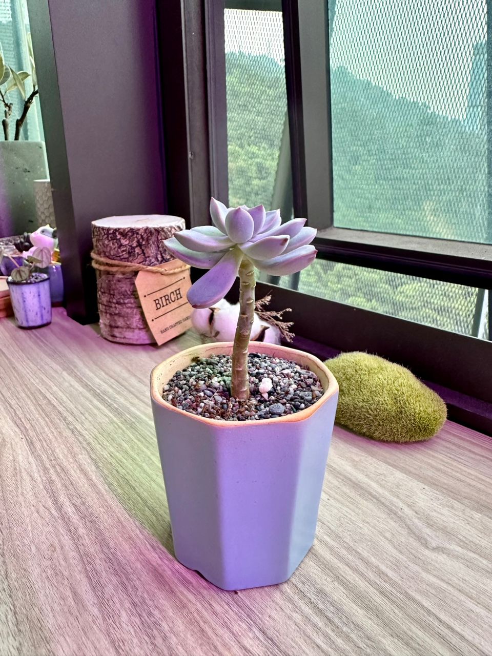 Reviving Leggy Succulents: How to Restore Healthy Growth