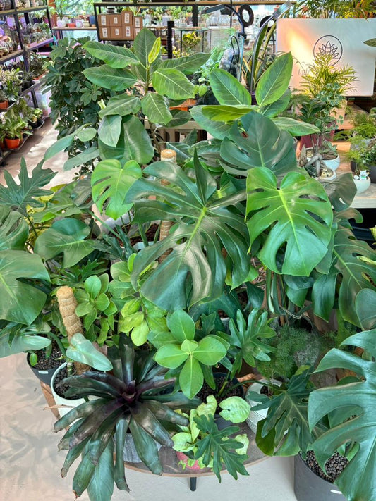 The Healing Power of Green: How Plants Improve Your Mental Health
