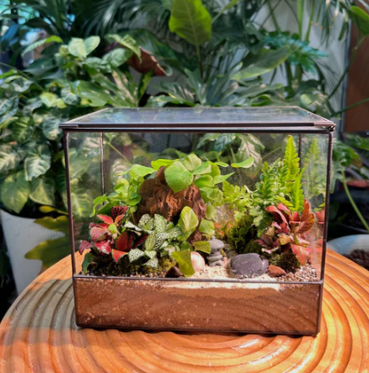 Tutorial of Repotting An Old Terrarium