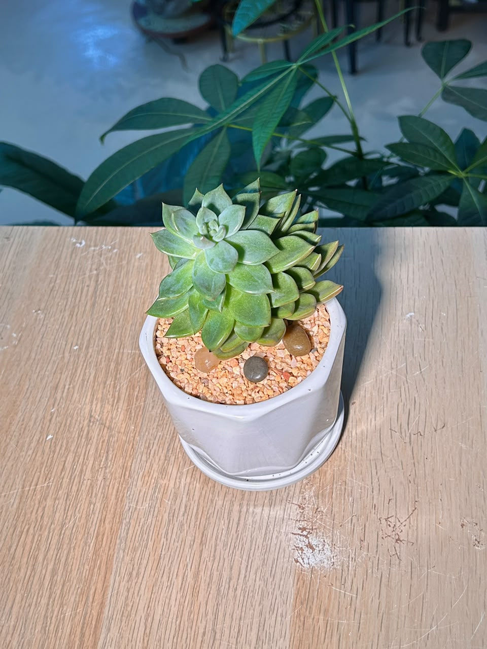 Echeveria (η³θ²θ±) Succulent in Geometric Glazed Pot with Tray