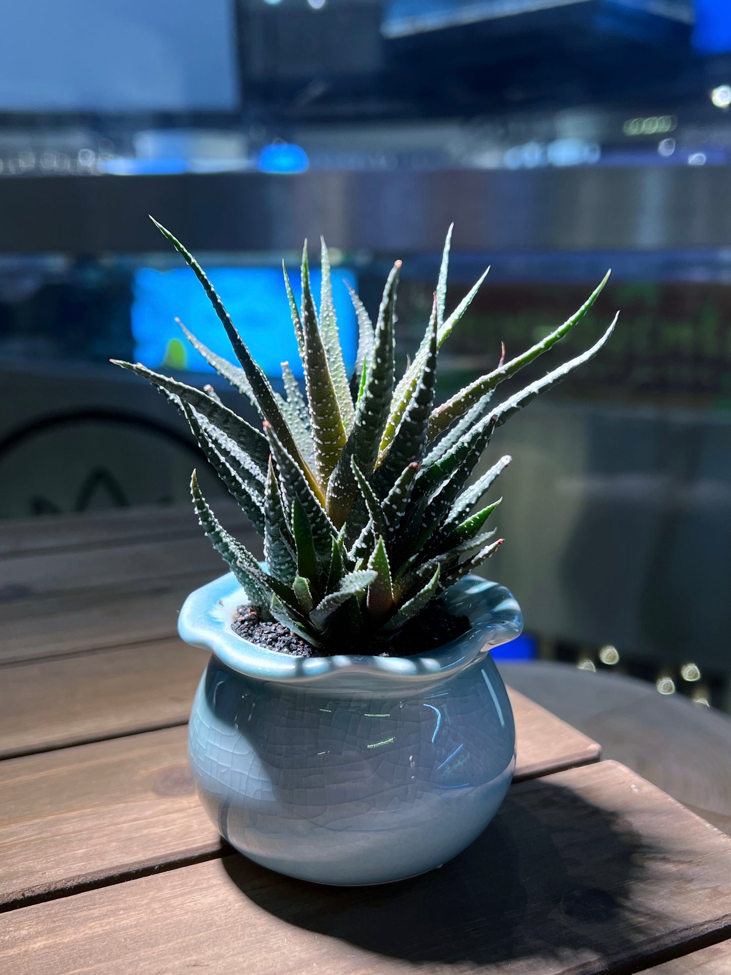 Haworthia in Sky Blue Petal Edge Ceramic Pot
