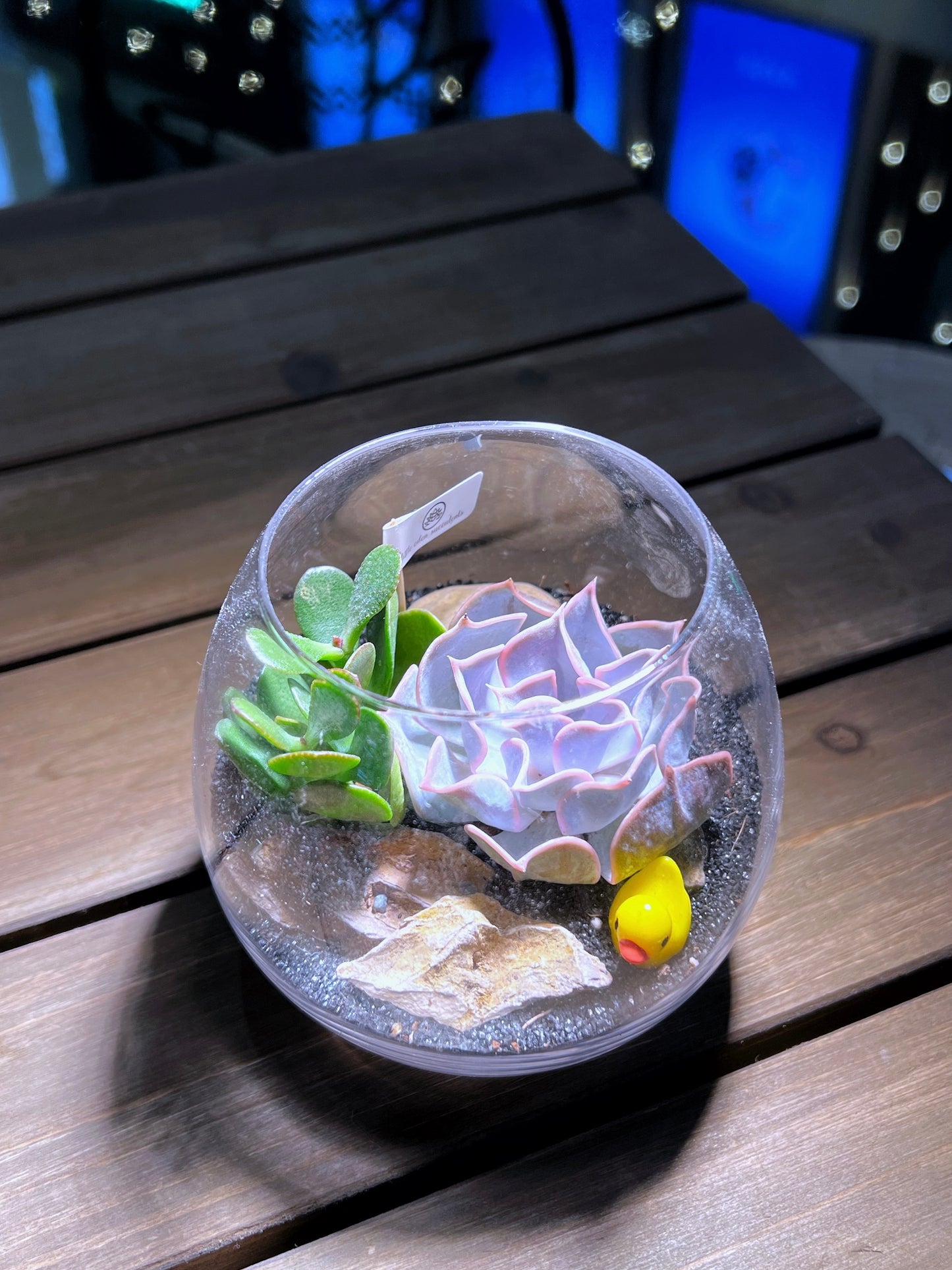 Succulent Arrangement in Crystal Glass