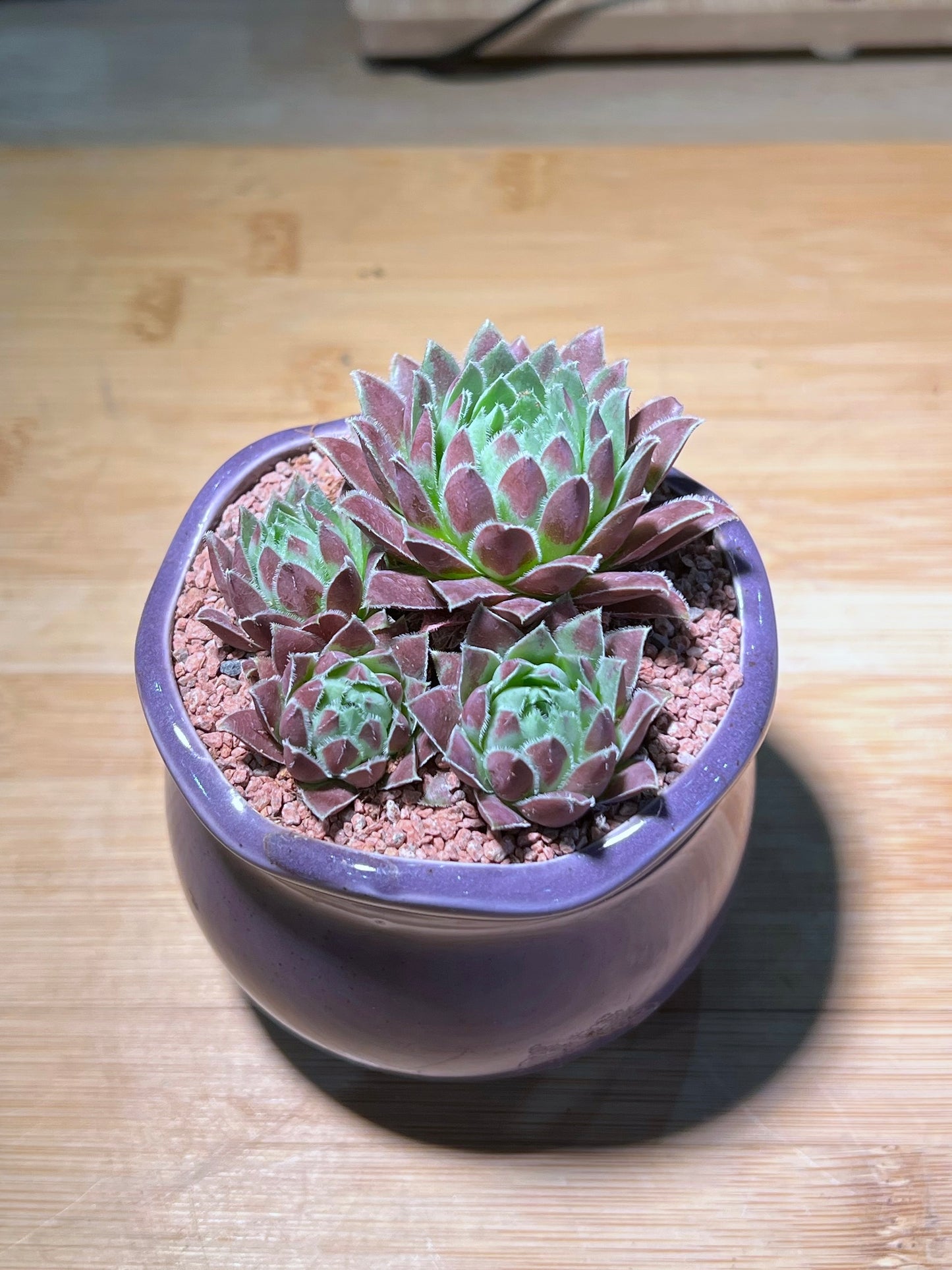 Sempervivum in Crimson Petal Edge Ceramic Pot