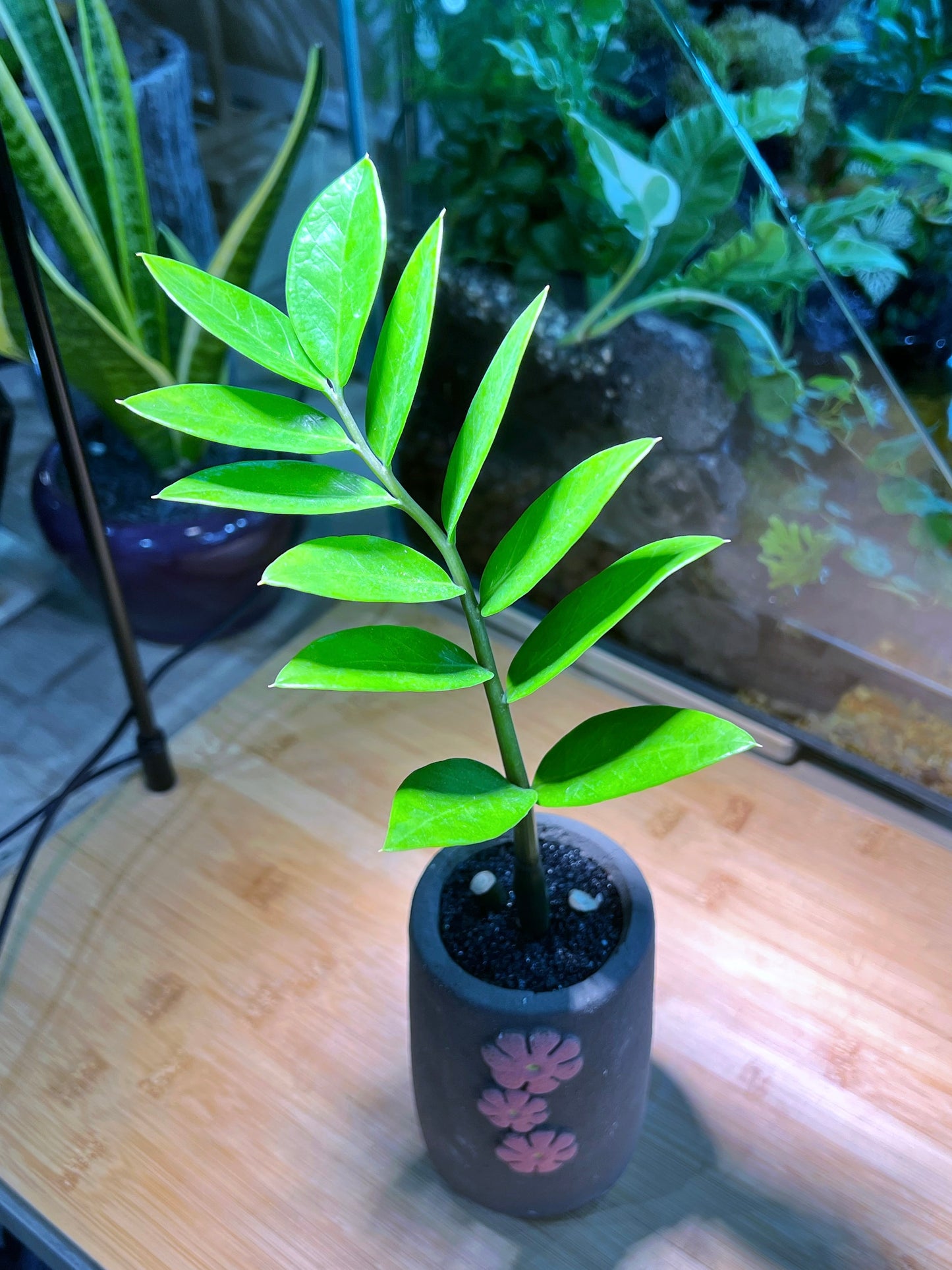 ZZ Plant in Matt Textured Flower Claypot