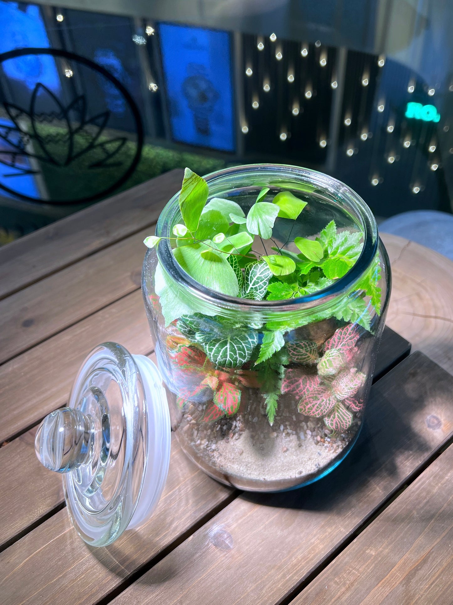 Fittonia & Fern Arrangement in Terrarium Jar (XL)