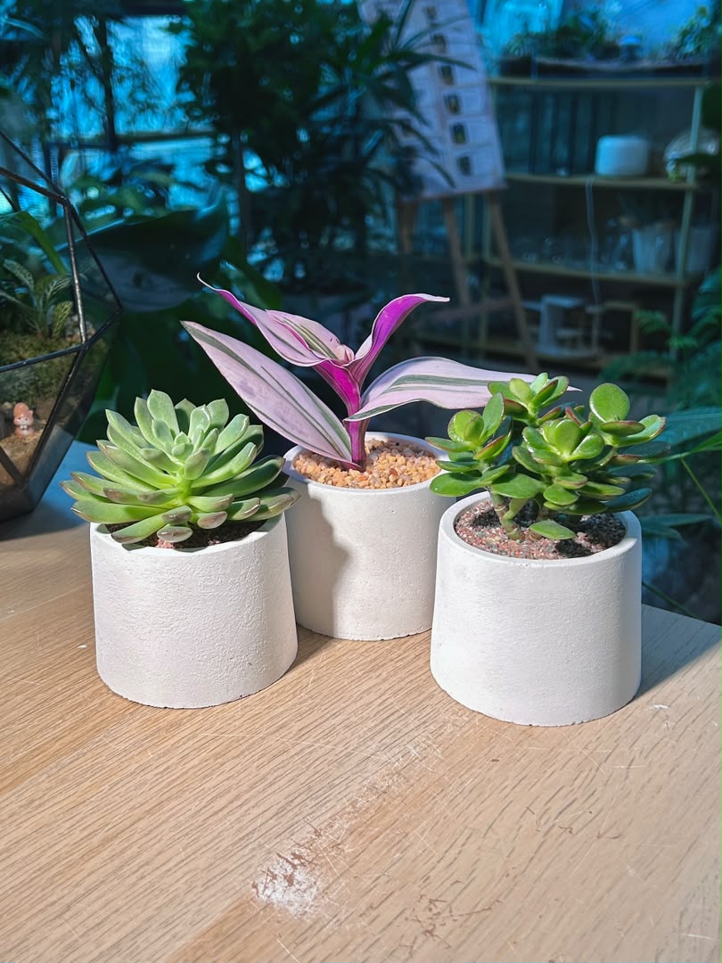 Door Gift - Succulent (ε€θζ€η©) in Cylindrical Matte Pot