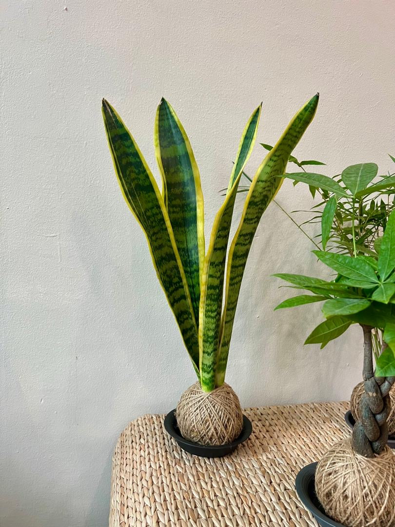 Kokedama - Snake Plant