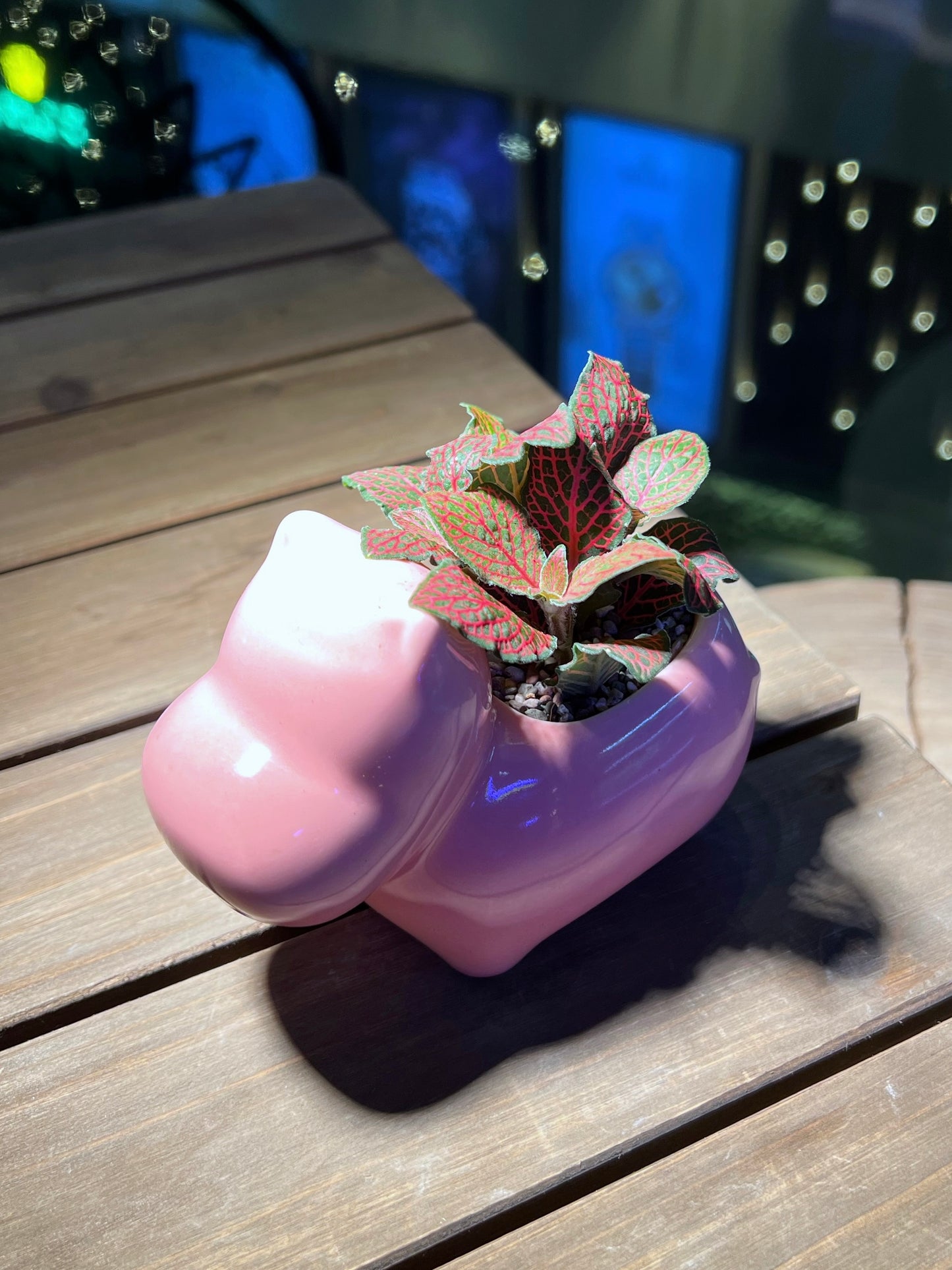 Fittonia in Pink Hippopotamus Ceramic Pot