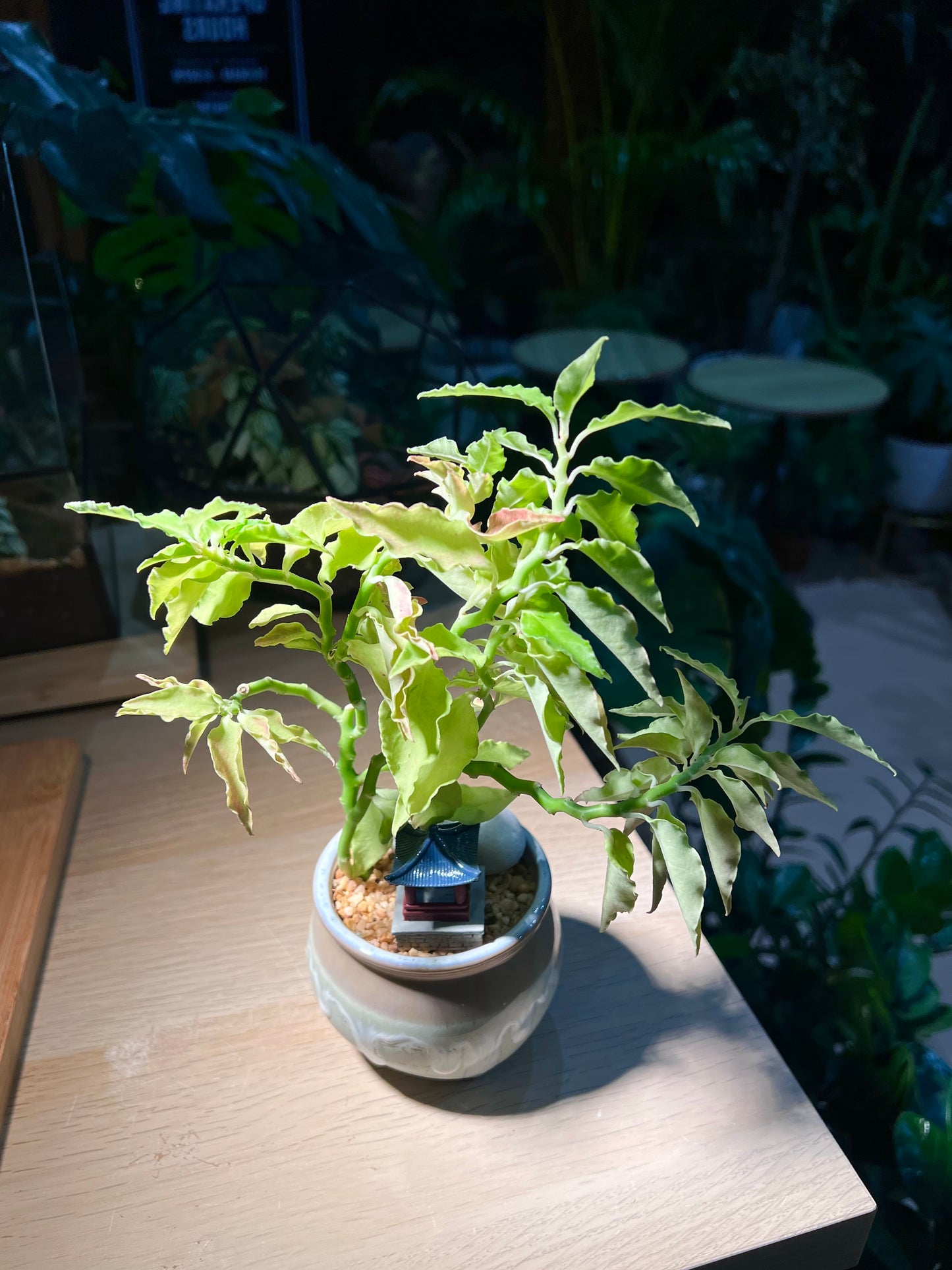 Euphorbia Tithymaloides in Ceramic Pot