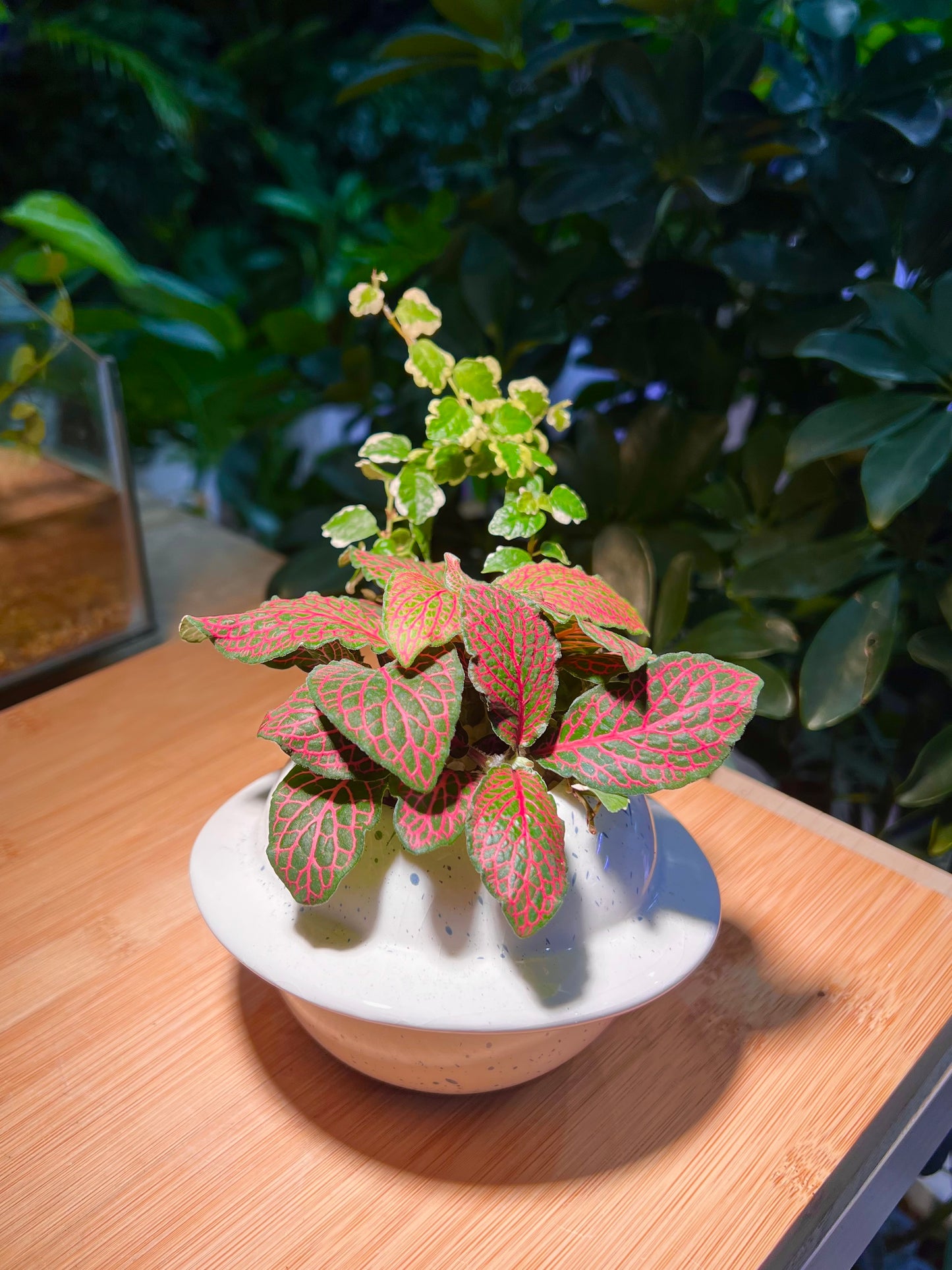 Fittonia and Ficus Pumila Arrangement in Saturn Ceramic Pot