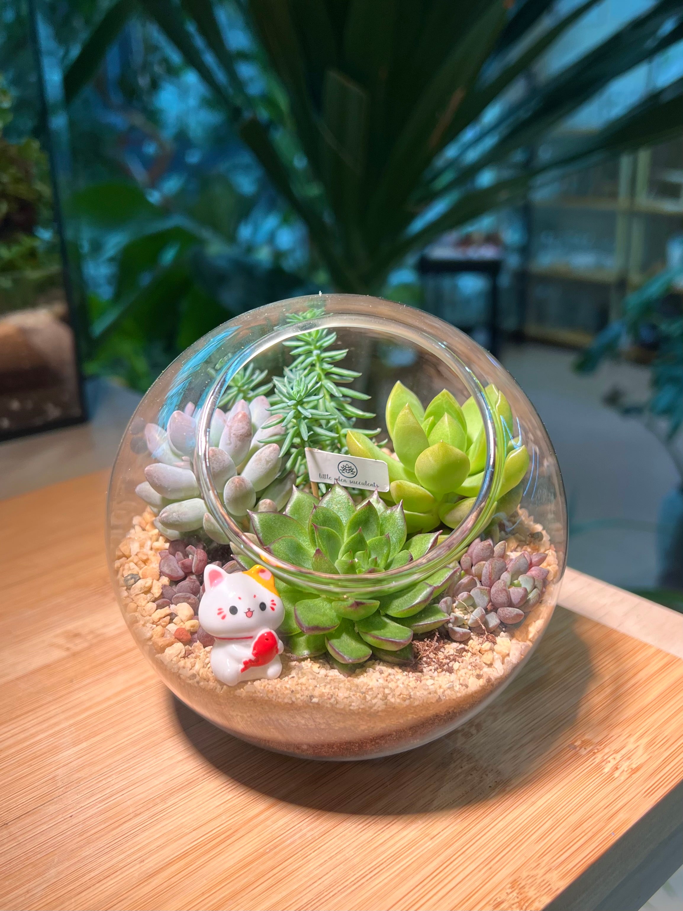 Succulent Arrangement in Round Glass Terrarium (L)