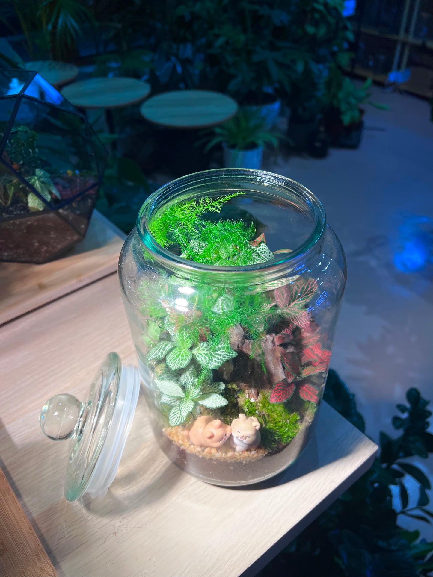 Fittonia, Asparagus Fern with Moss (Indoor Plant) Arrangement in Terrarium Jar
