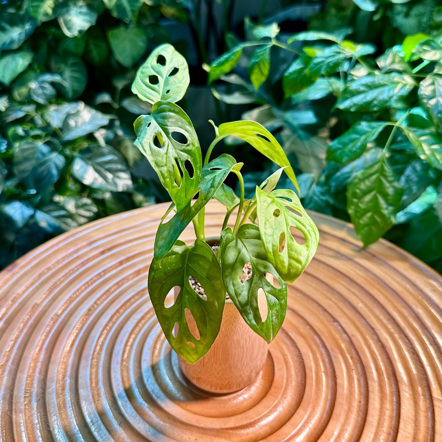 Monstera Adansonii in Bamboo Pot