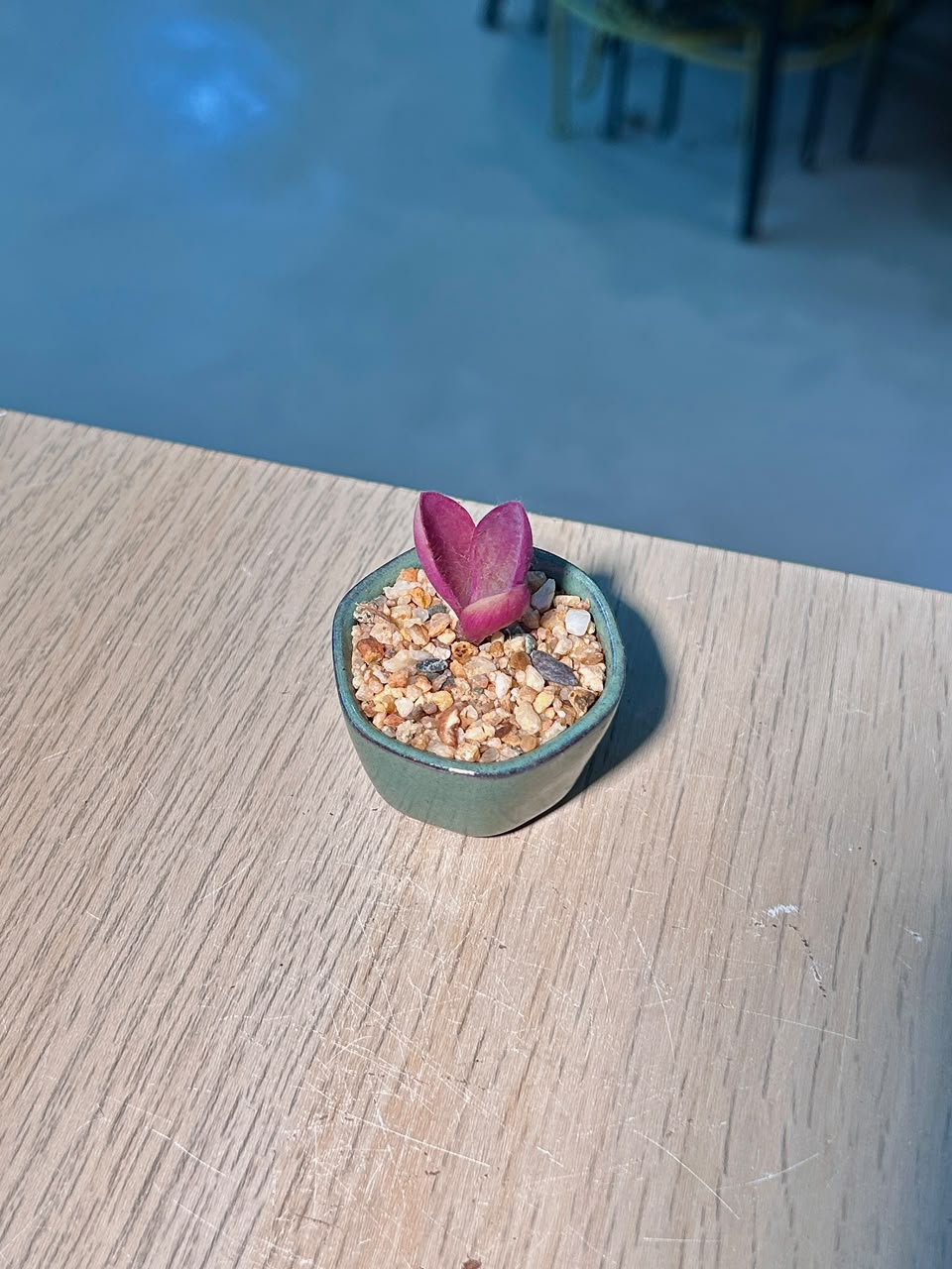 Baby Tradescantia Purple (ζ·‘θ²η΄«ι²θ) in a Glazed Ceramic Pot