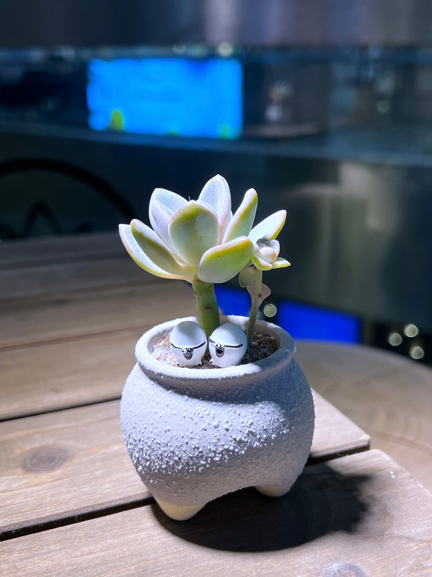 Graptopetalum with Sheep in Matt Textured Claypot