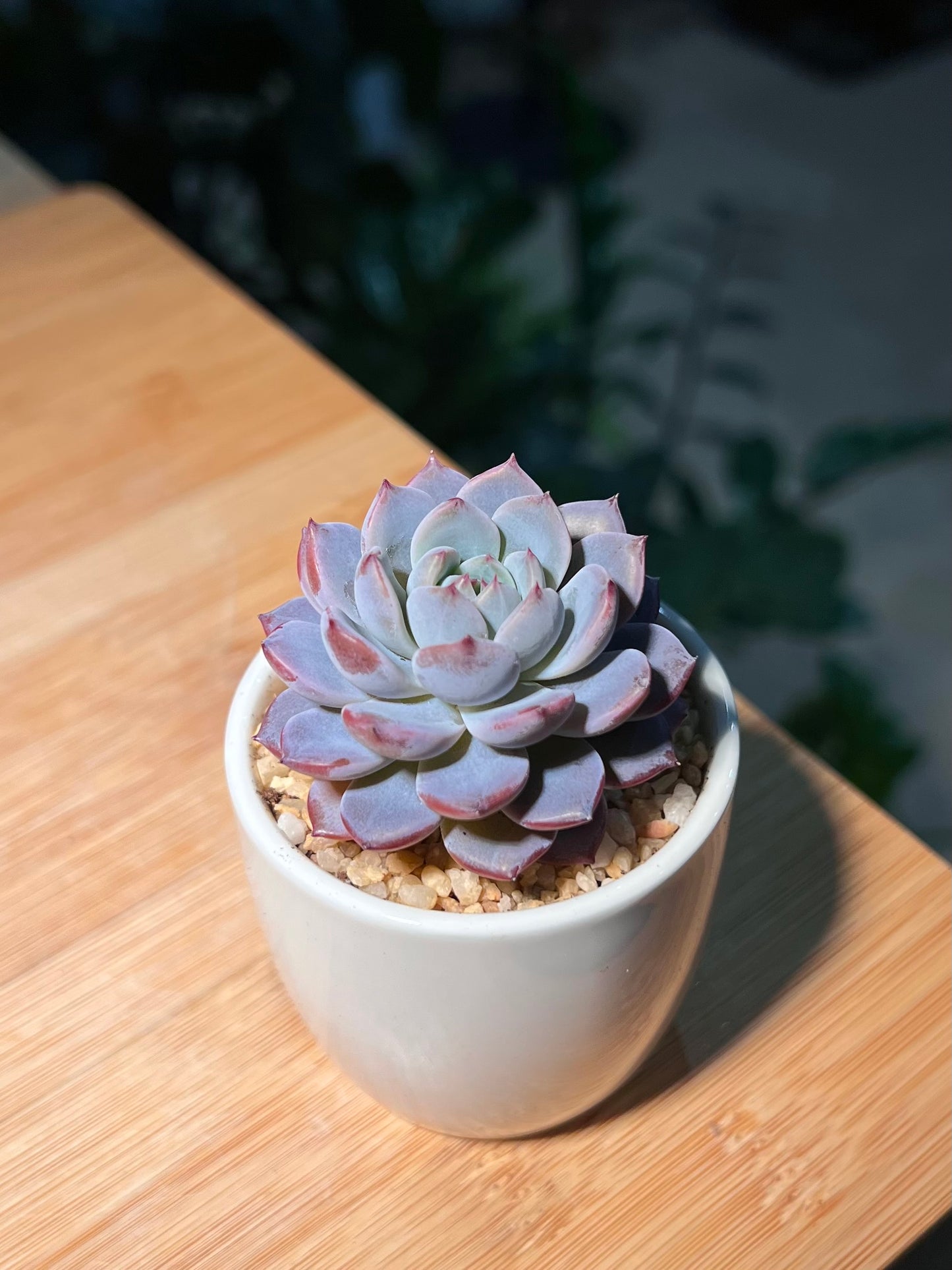 Echeveria in White Cylindrical Pot