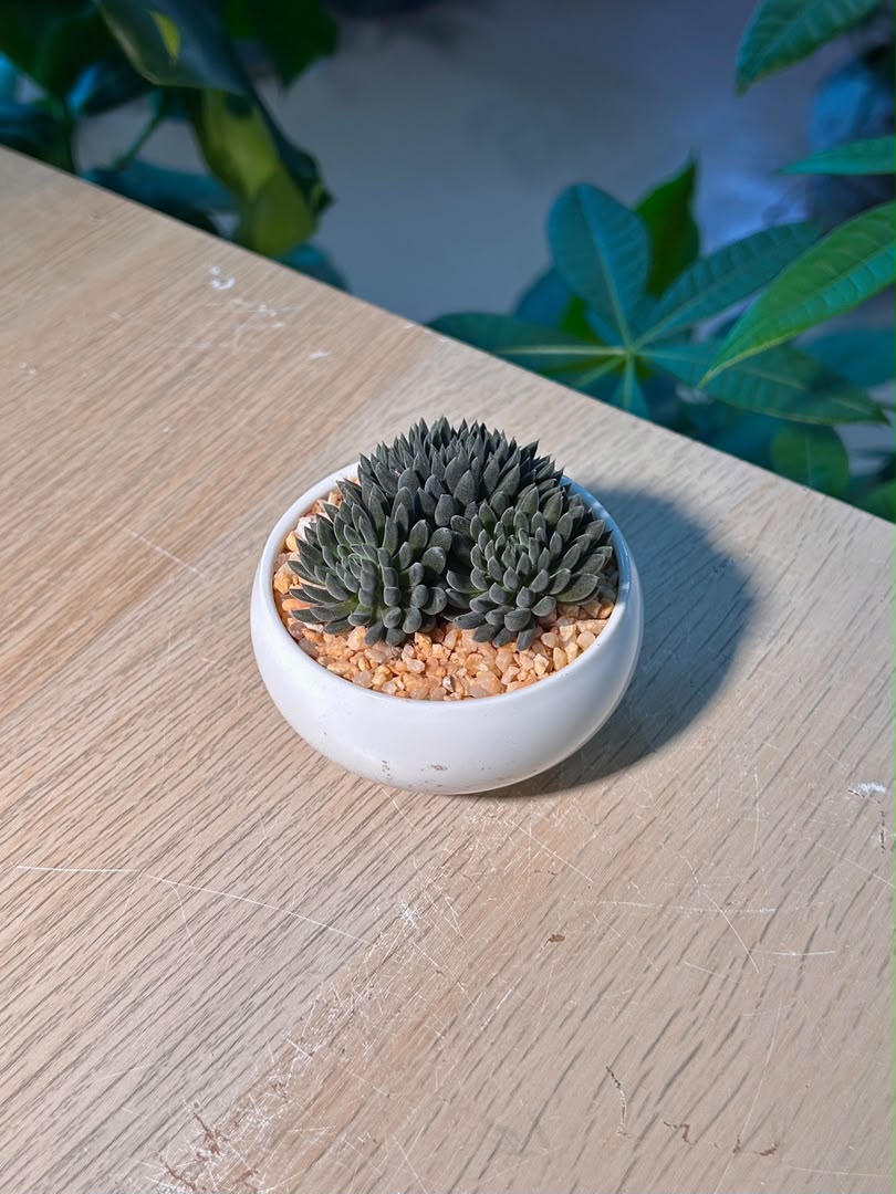 Chinese Jade ( ζ»η³θ² ) Sinocrassula Yunnanensis in White Ceramic Pot