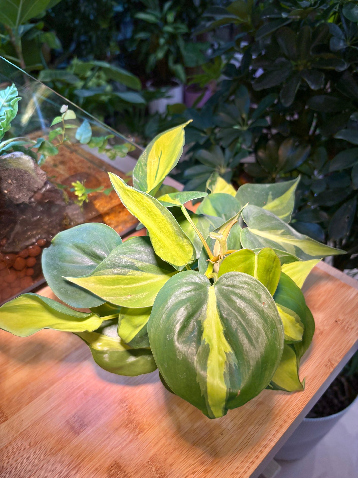 Philodendron Cordatum in Plastic Pot