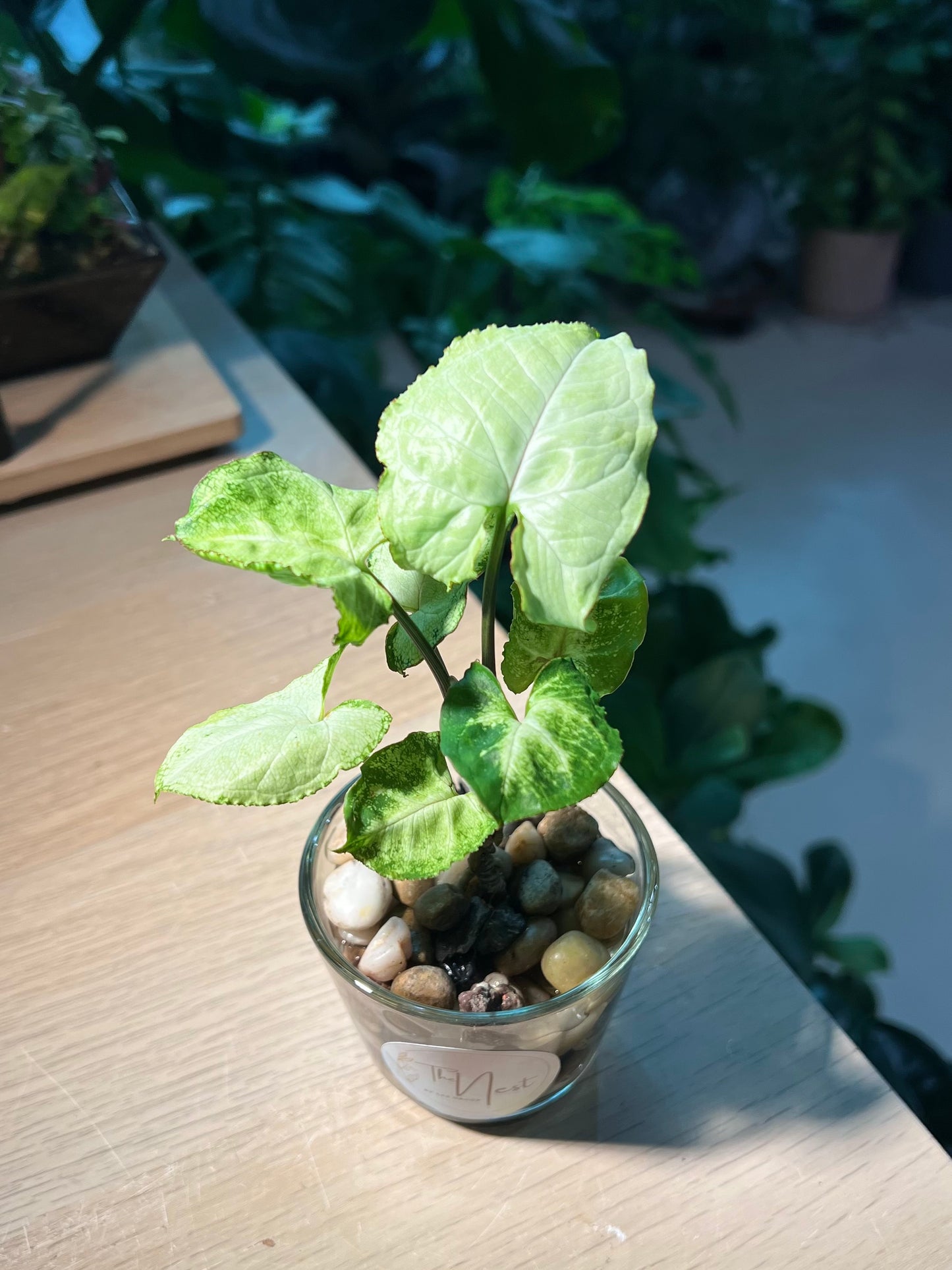 Syngonium in Water Based Glass Pot