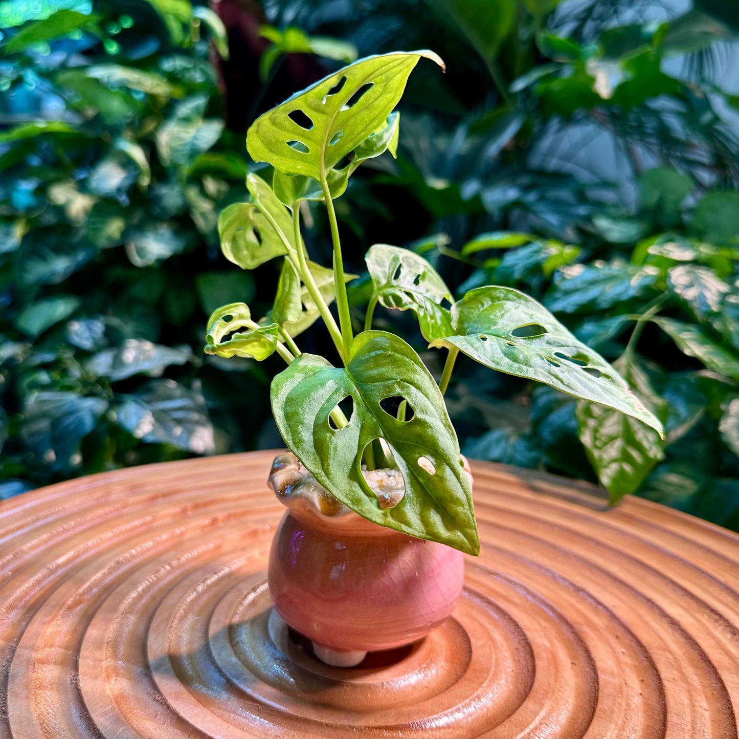 Monstera Adansonii in Pink Designer Pot