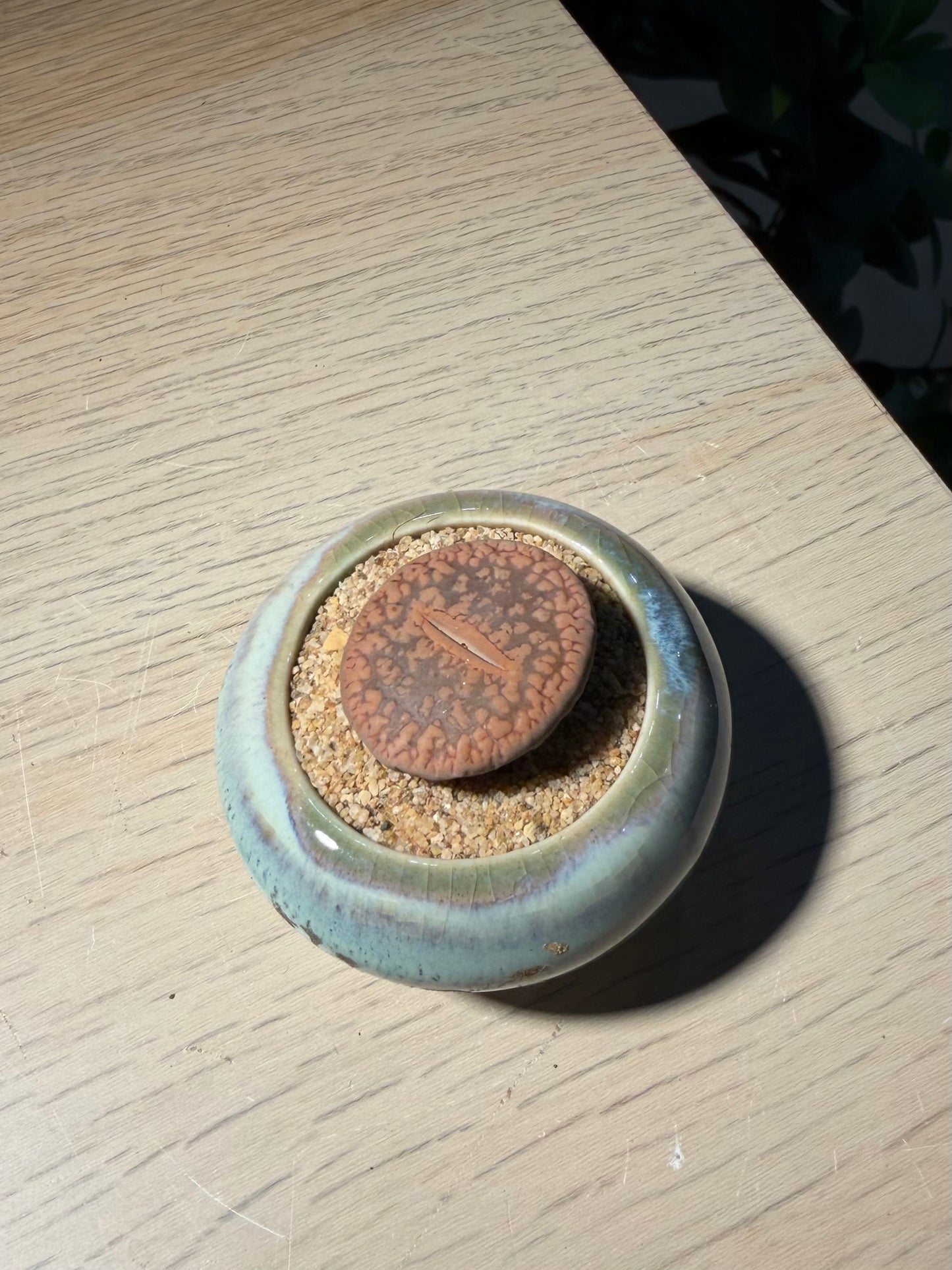 Lithop in Ceramic Pot