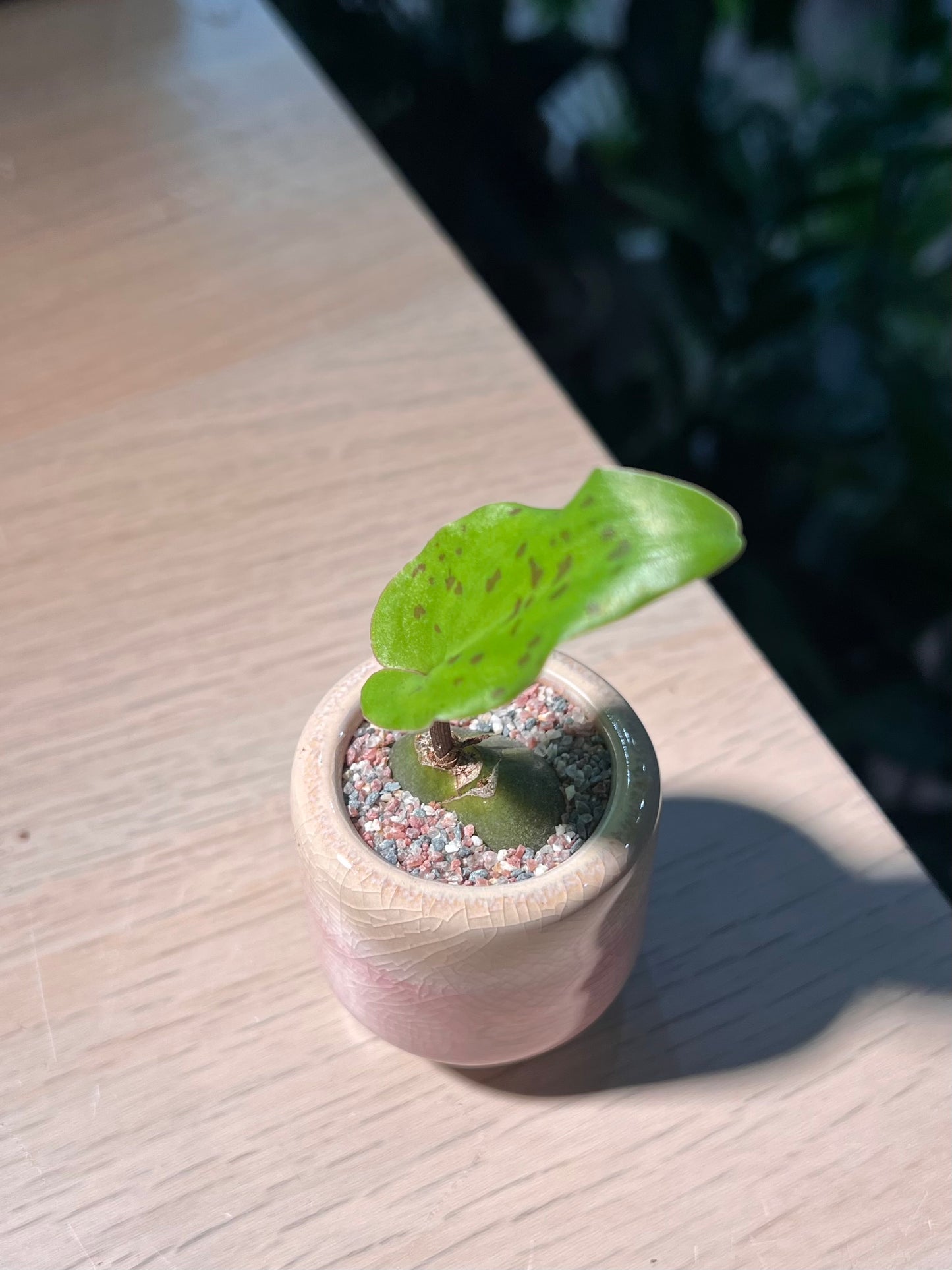 Drimiopsis Maculata in Round Pinkish Ceramic Pot