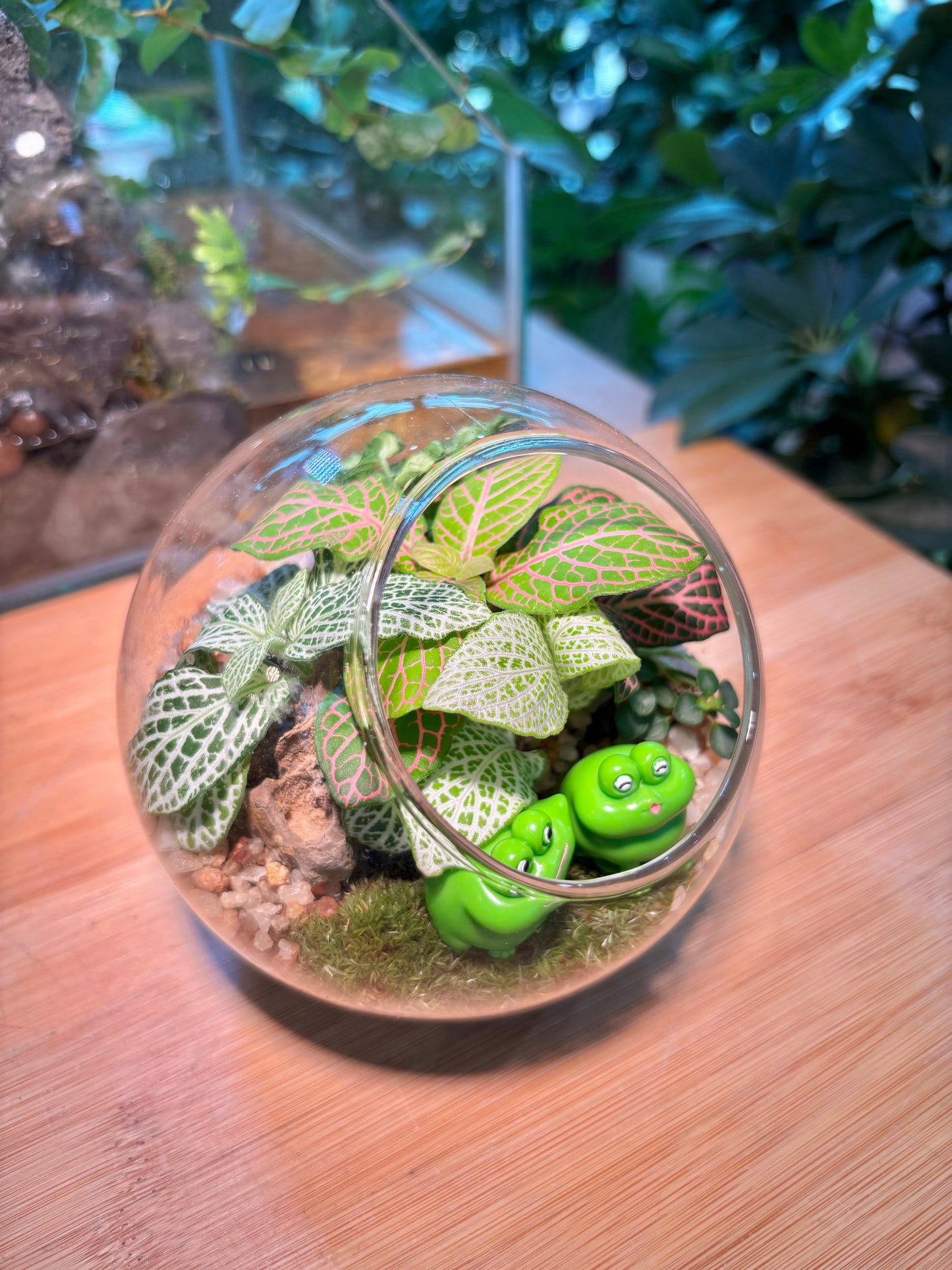 Indoor Plant in Round Glass Terrarium 🐸