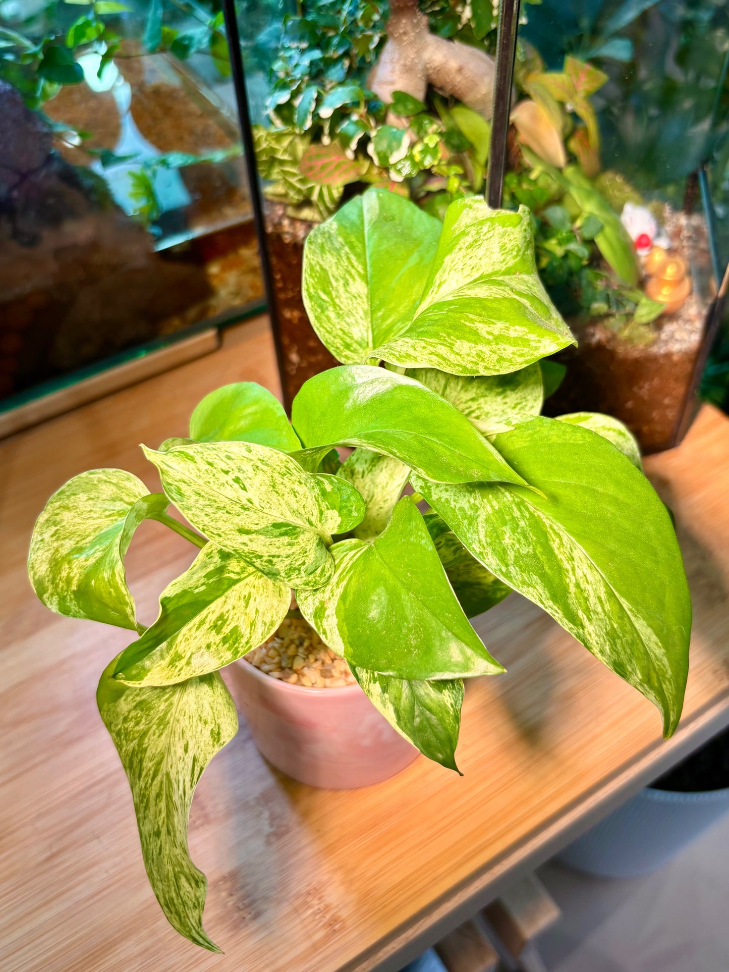 Epipremnum Pinnatum in Pink Marble Pot 🩰