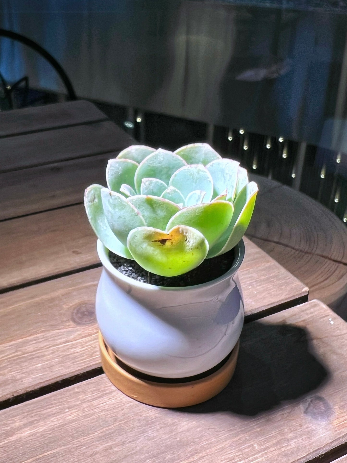Mountain Rose in White Belly Ceramic Pot