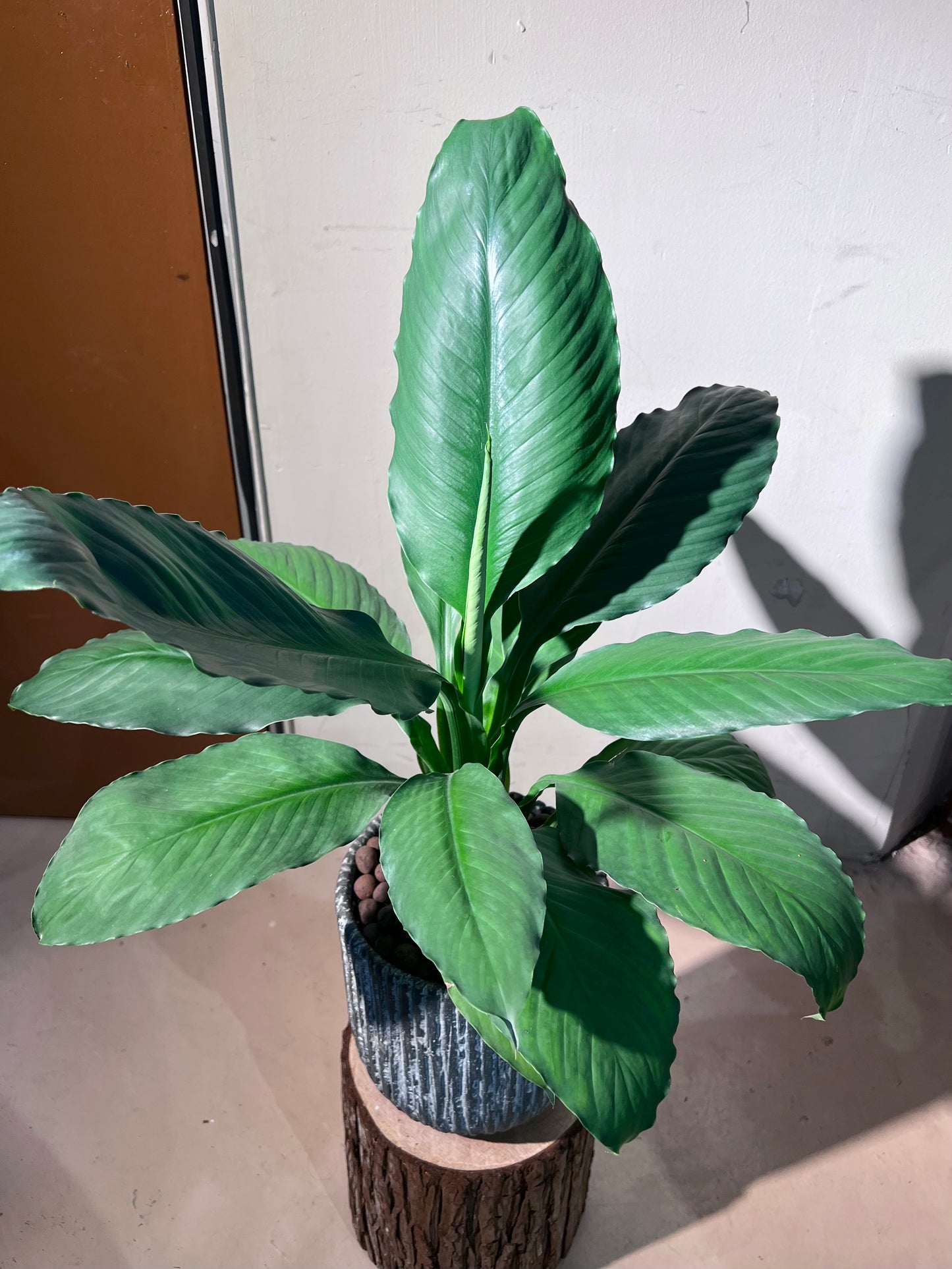 Peace Lily (Spathiphyllum η½ζ) in Stone Textured Pot