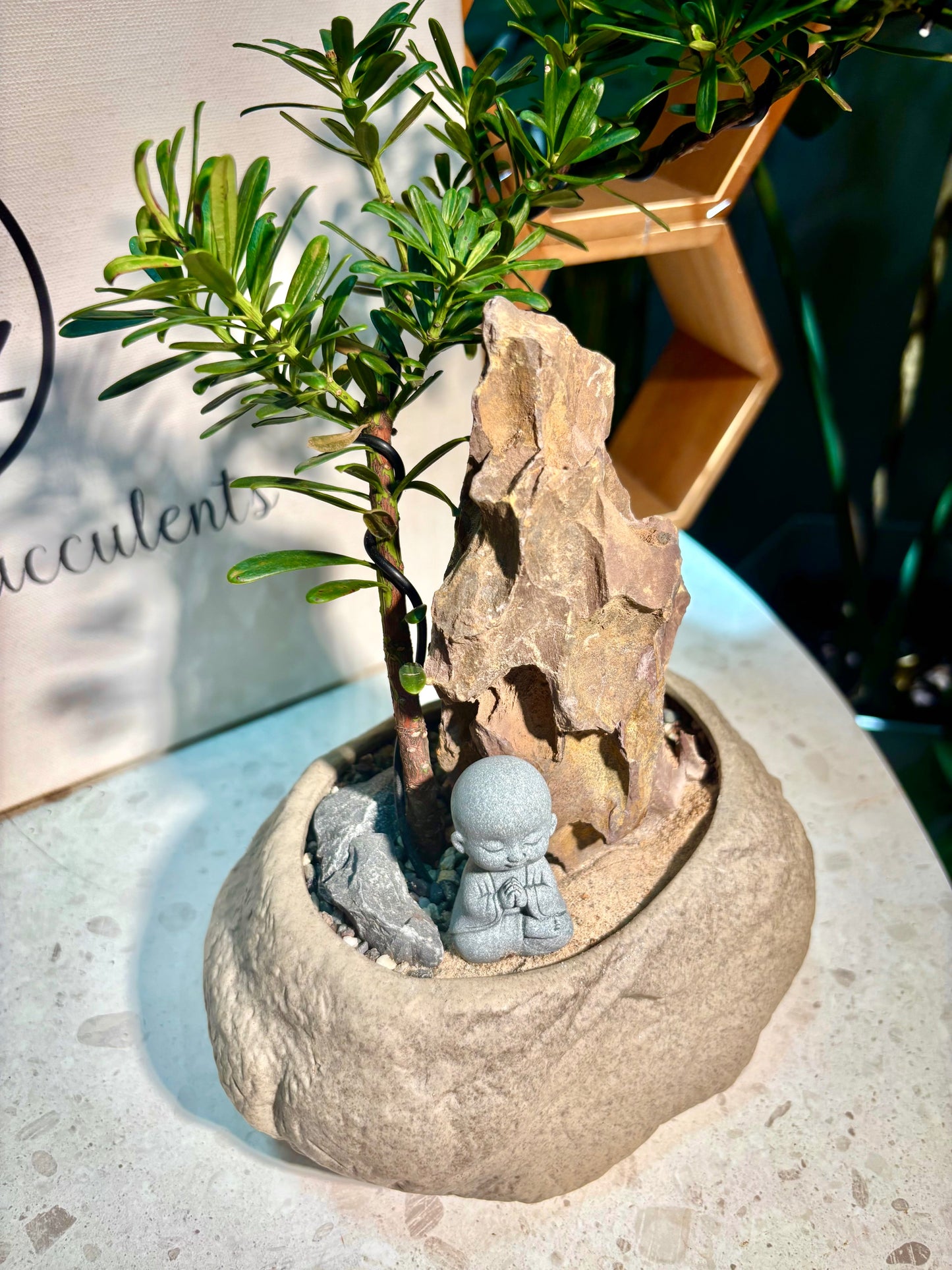 Podocarpus Macrophyllus in Rock Pot πͺ¨