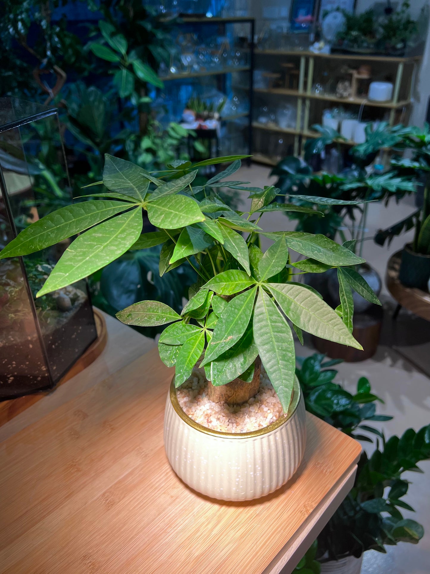 CNY Theme - Pachira Money Tree in Light Yellow Ceramic Pot
