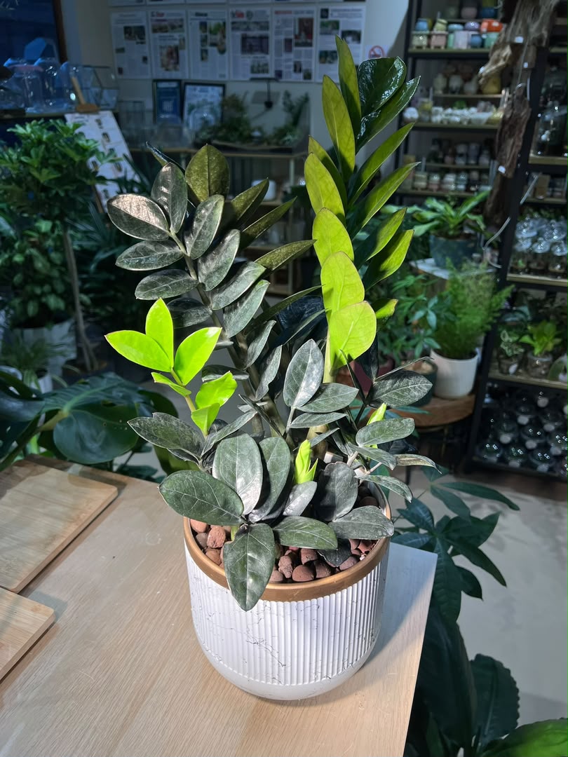 Money Plant (ιι±ζ ) Zamioculcas Zamiifolia in White Glazed Ceramic Pot