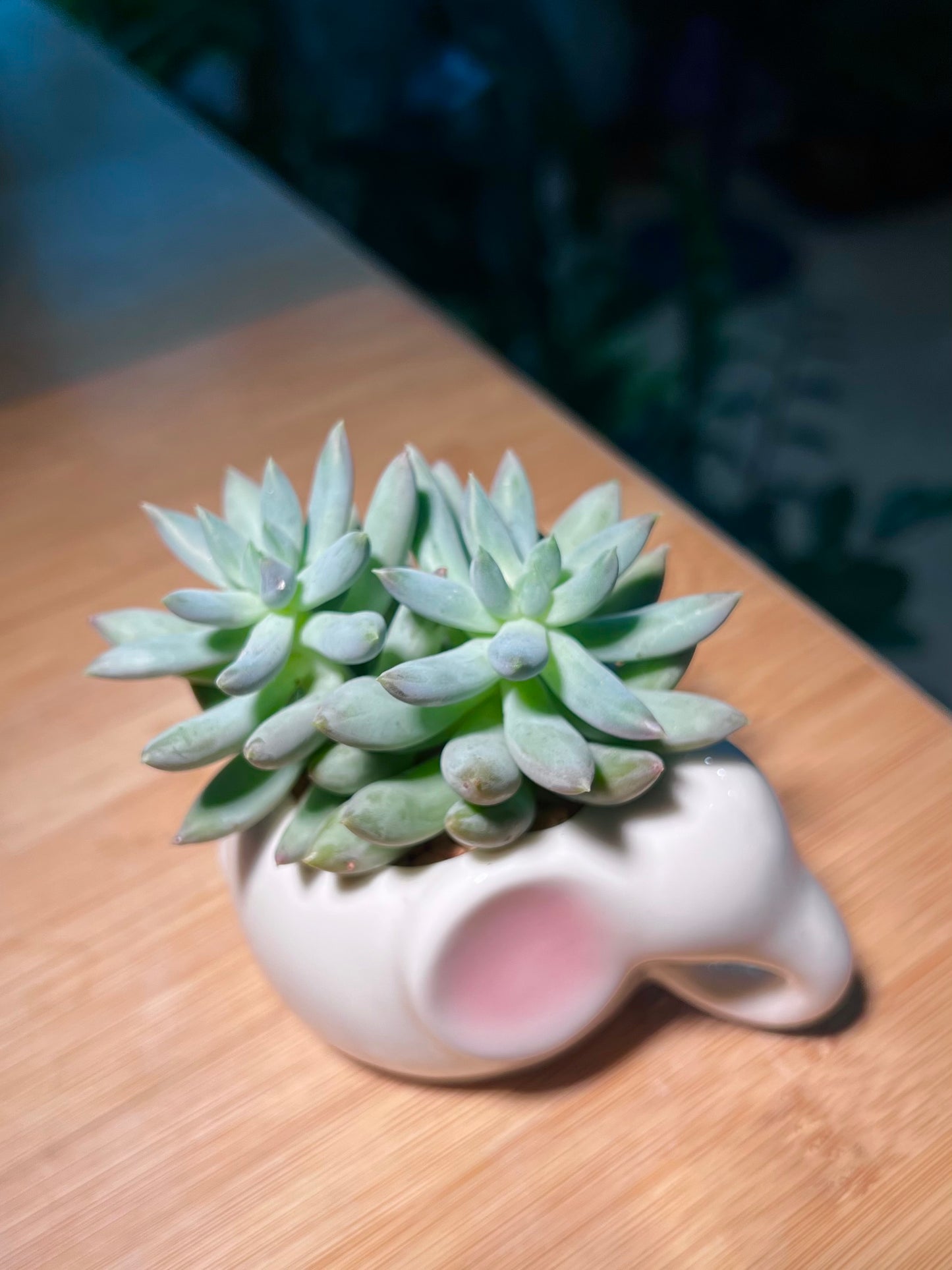 Pachyphytum Compactum in Pinkish Ear Elephant Ceramic Pot