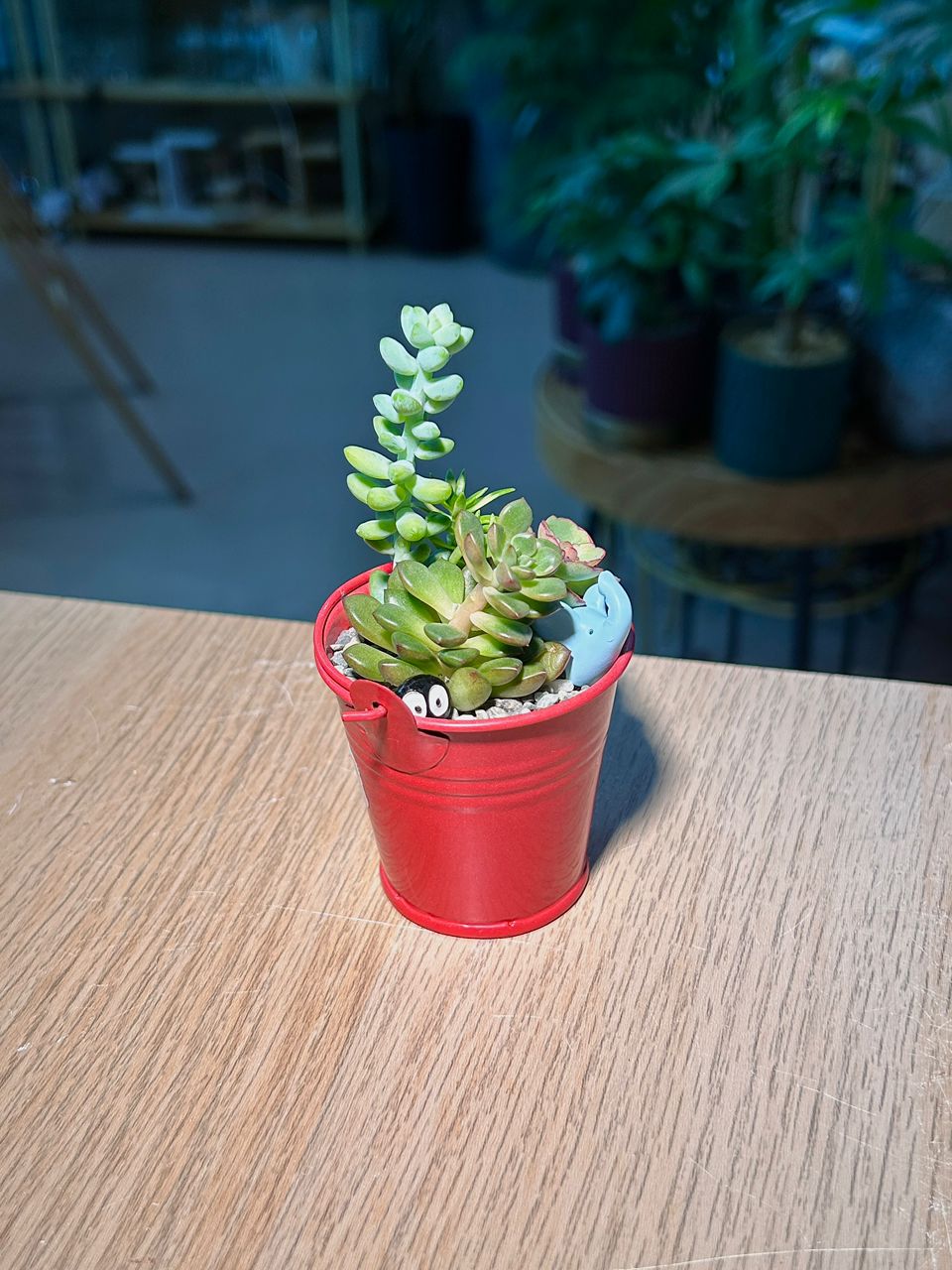 Succulent Arrangement in Red Pail Pot
