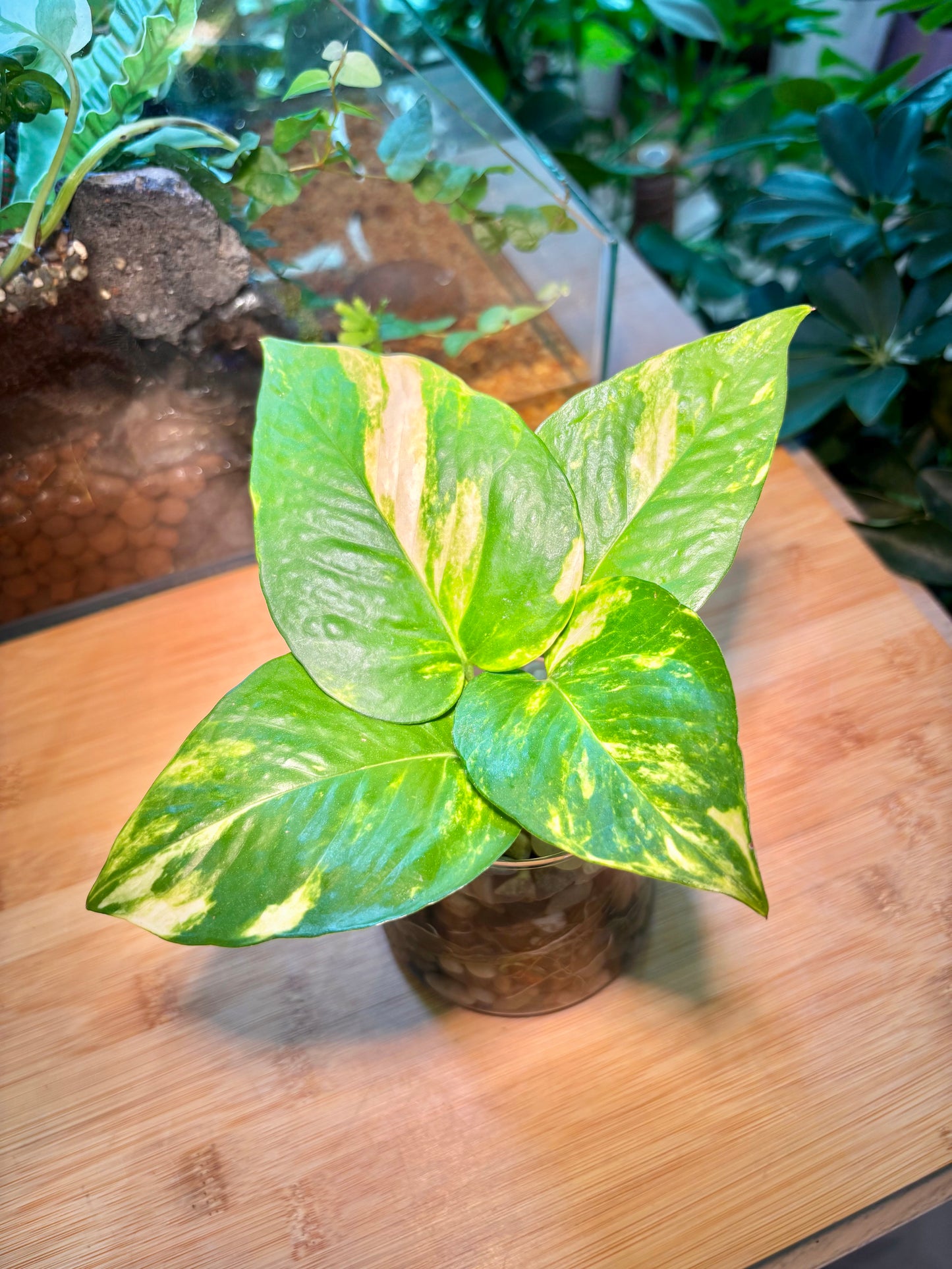 Epipremnum Aureum in Fuji Water Based Glass