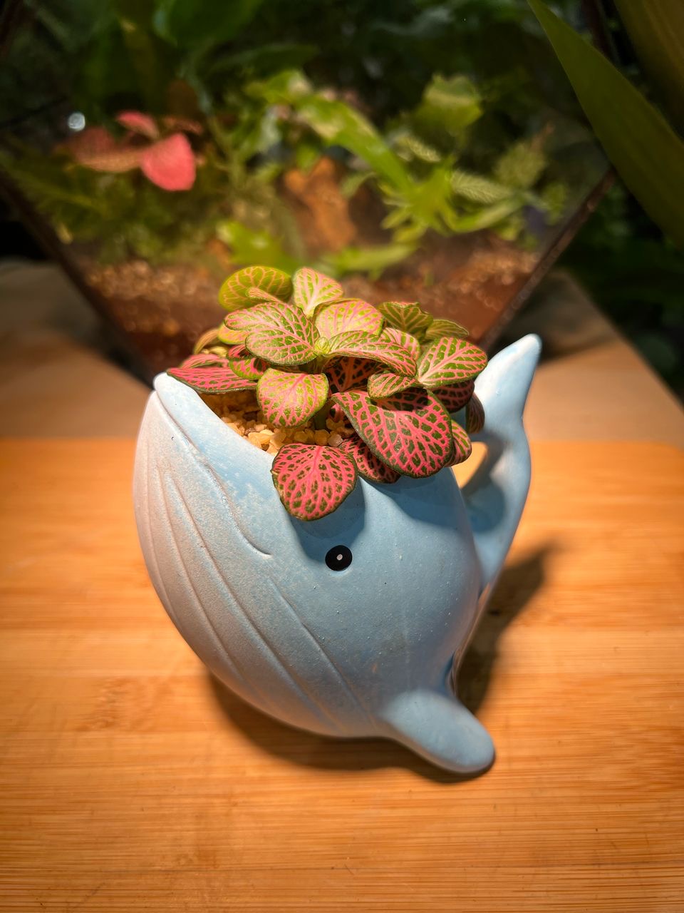 Fittonia in Whale Pot