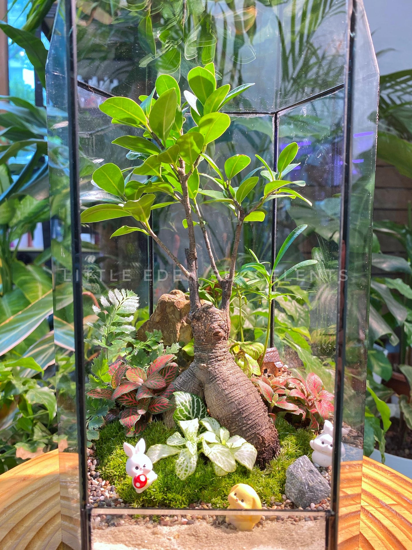 Tall Hexagon Designer Glass Zen Garden Terrarium