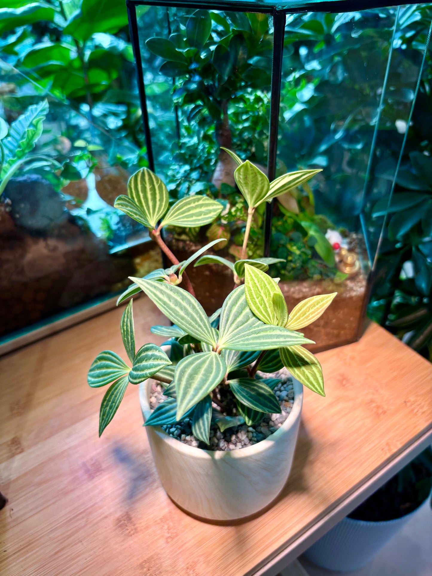 Peperomia Tetragona in Light Yellow Brownish Ceramic Pot