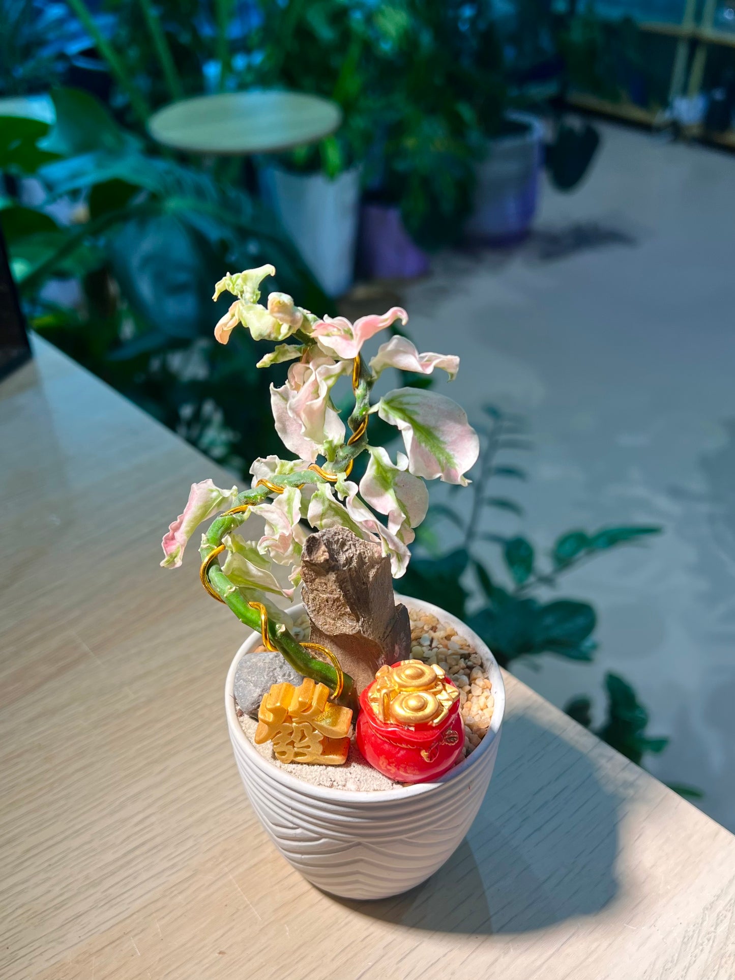 Euphorbia Tithymaloides in White Pattern Designed Pot