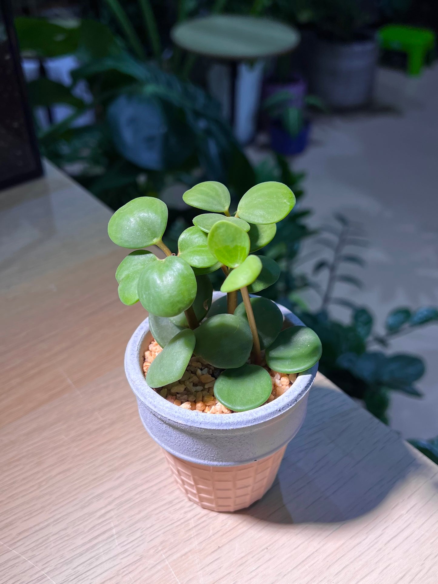 Peperomia Hope in Ice Cream Pot