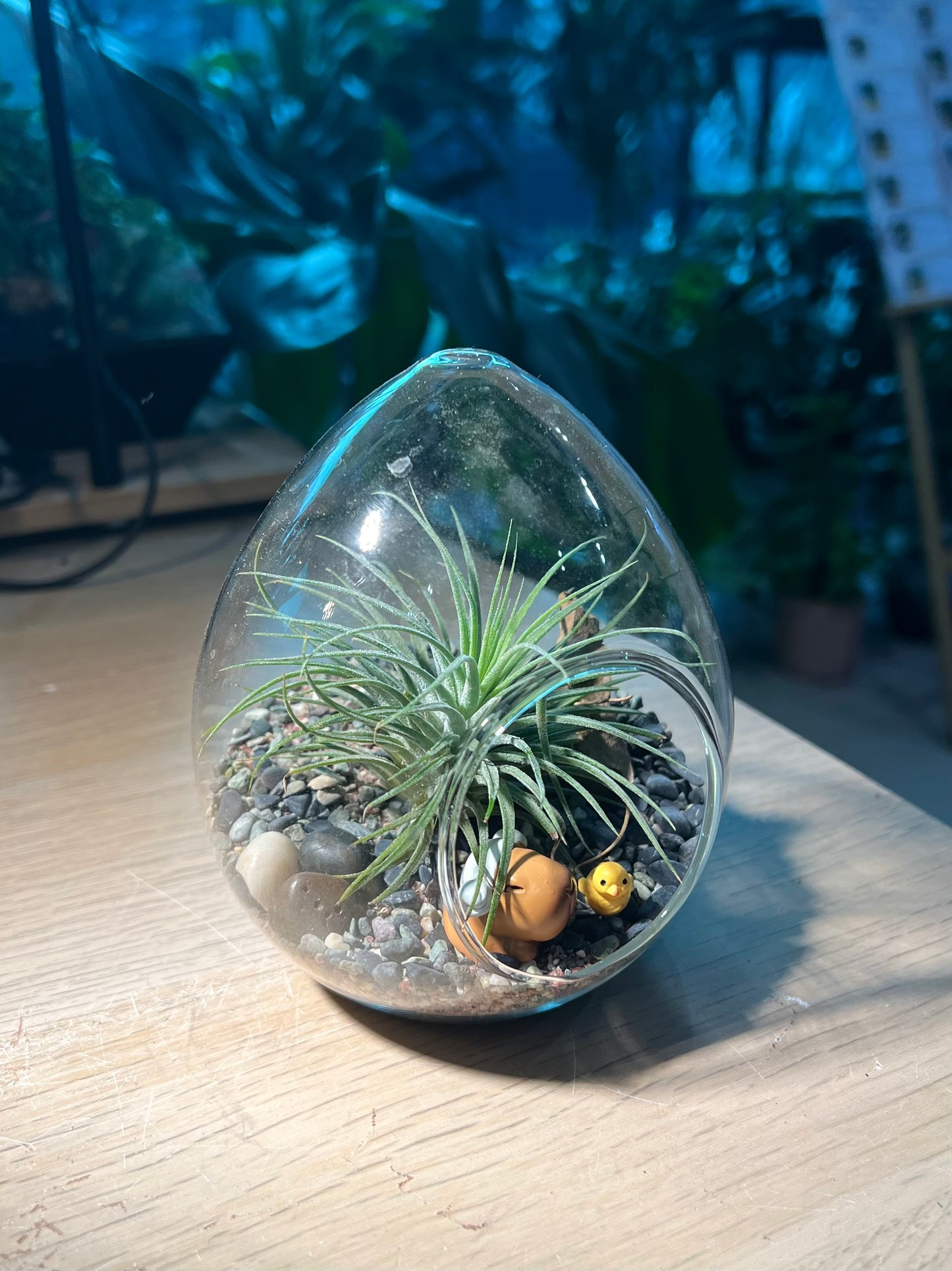 Airplant in Eggette Glass (S)