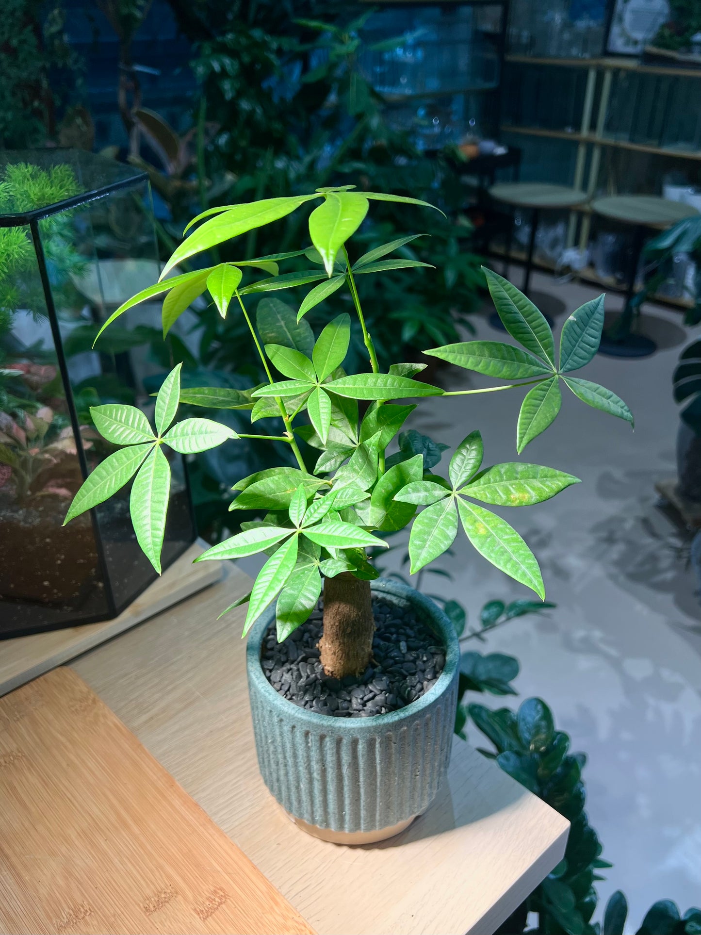 Pachira (发财树) Money Tree in Sea Blue Ceramic Pot