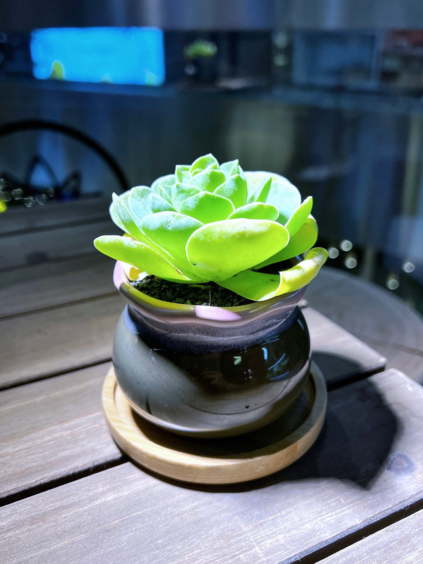 Mountain Rose in Big Belly Ceramic Pot