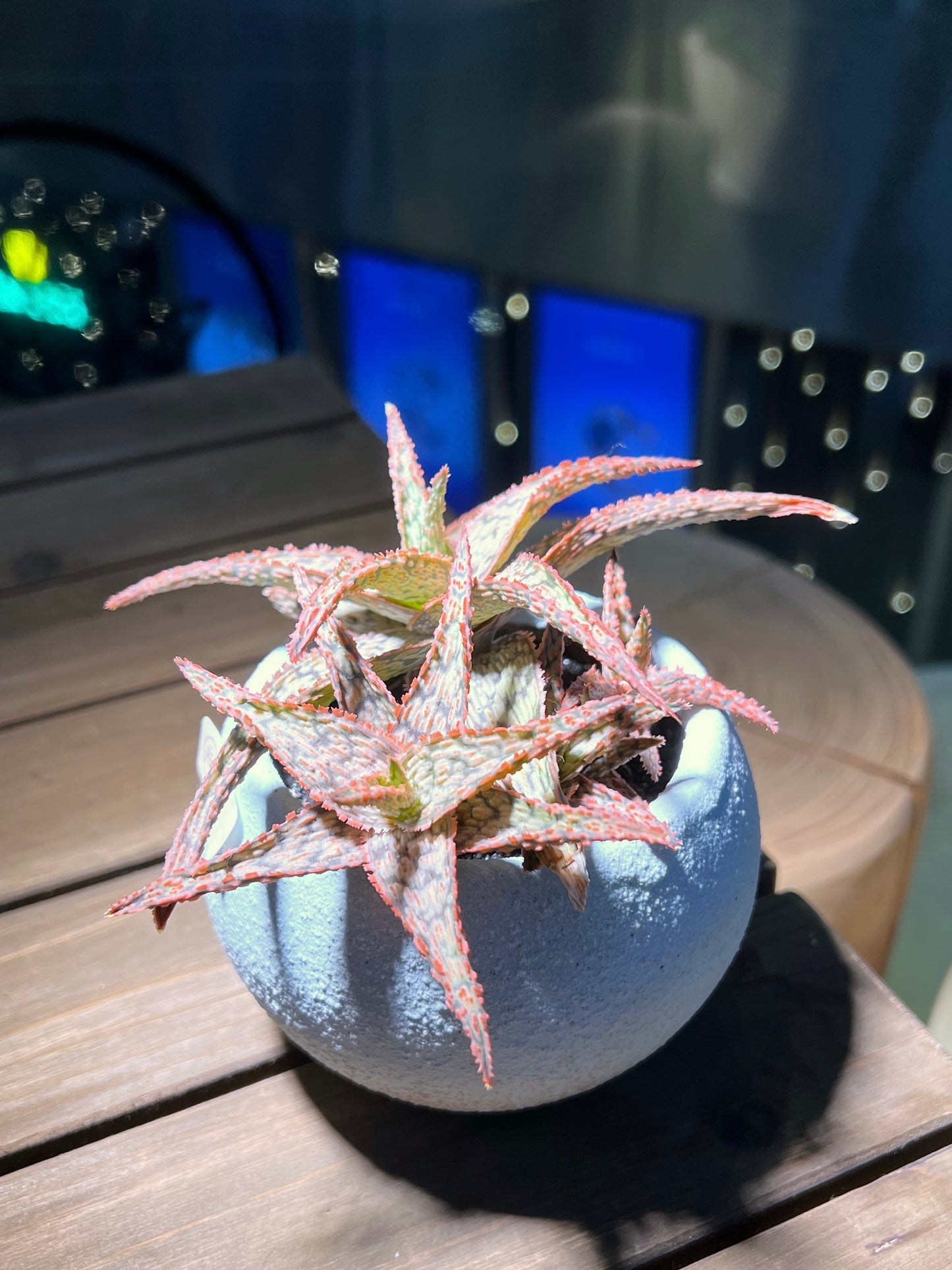Aloe Pink Blush in Sea Blue Claypot