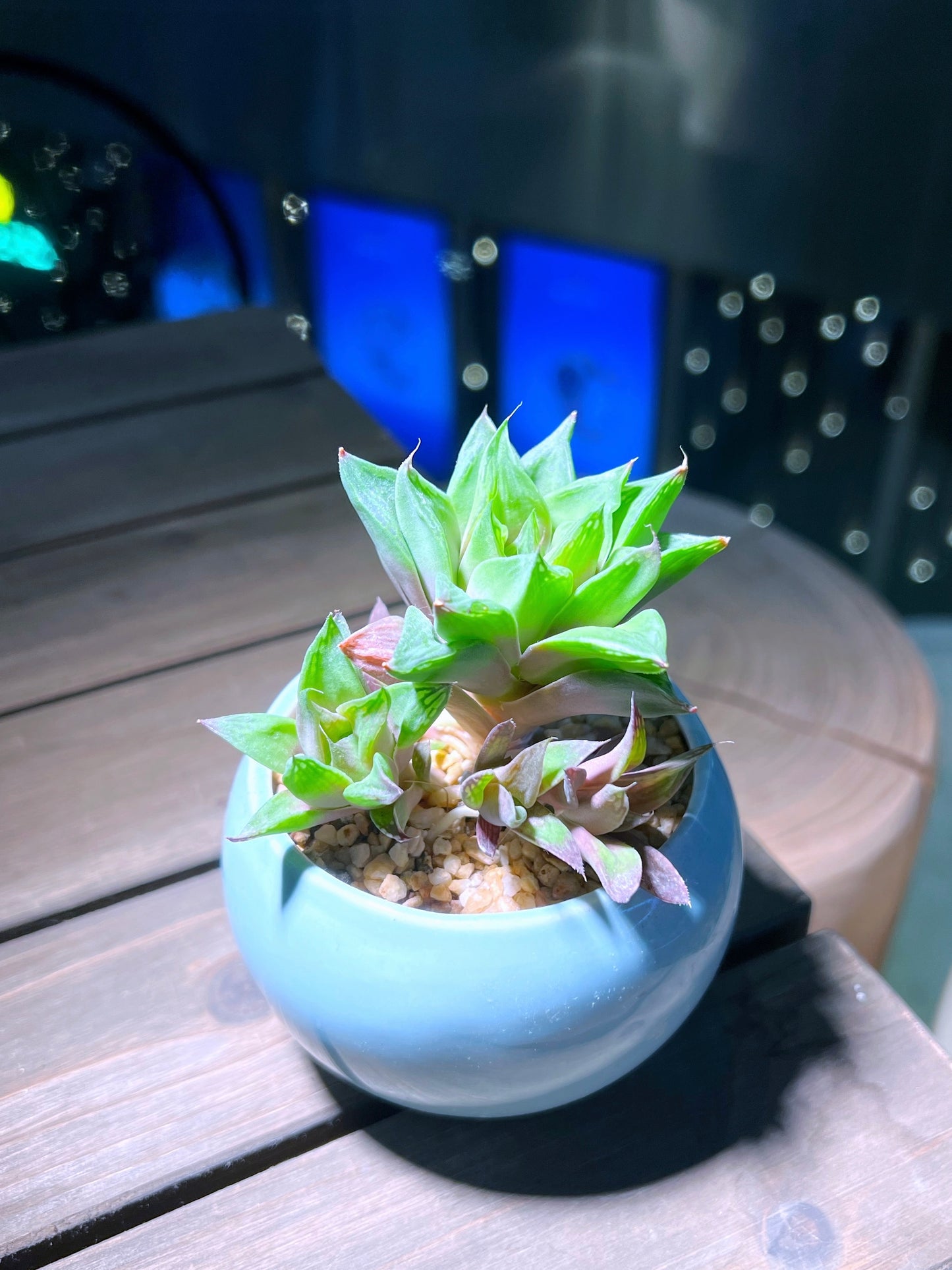 Haworthia Cymbiformis in Sea Blue Ceramic Pot