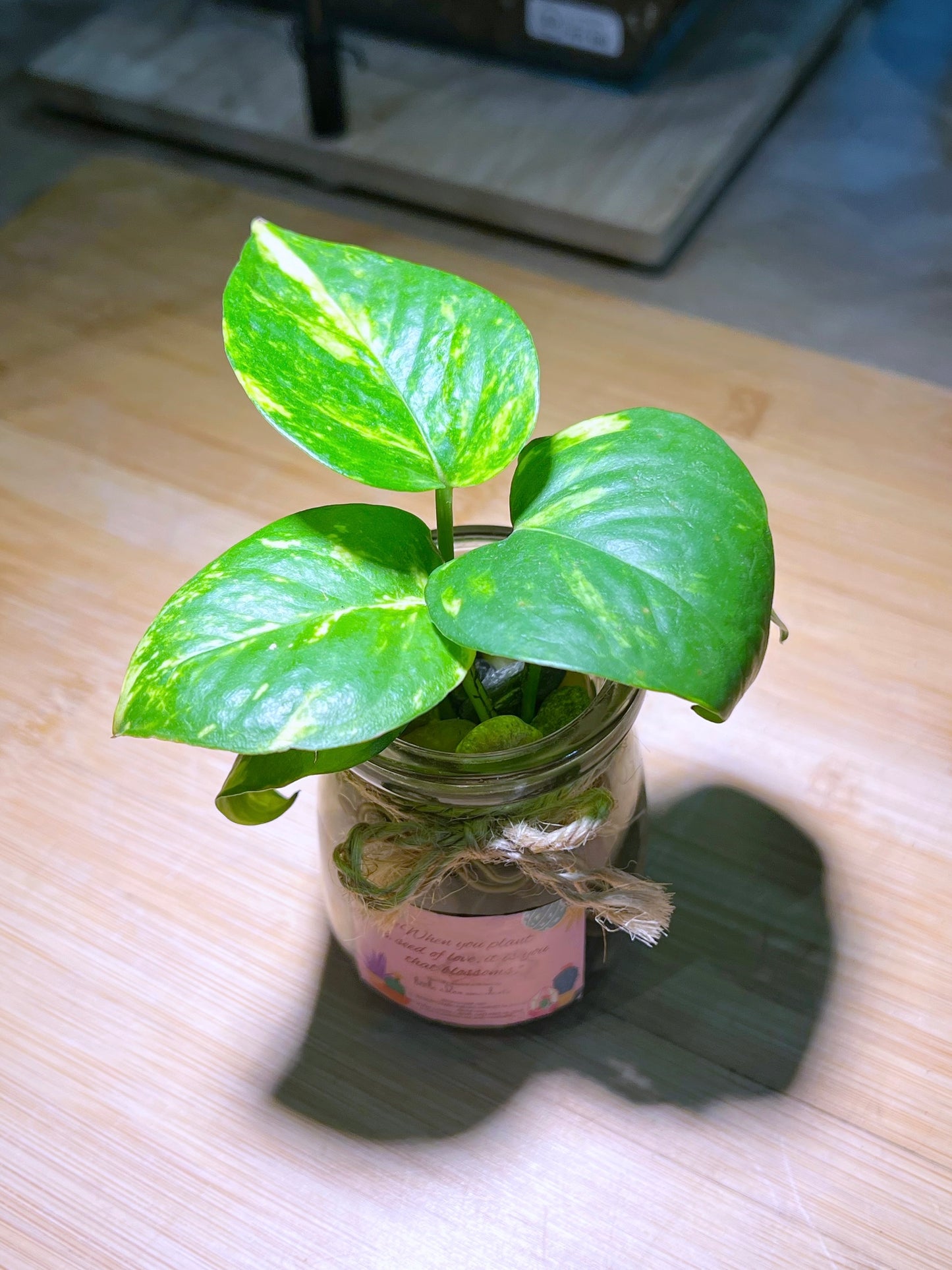 Golden Pothos in Water Based Pudding Jar