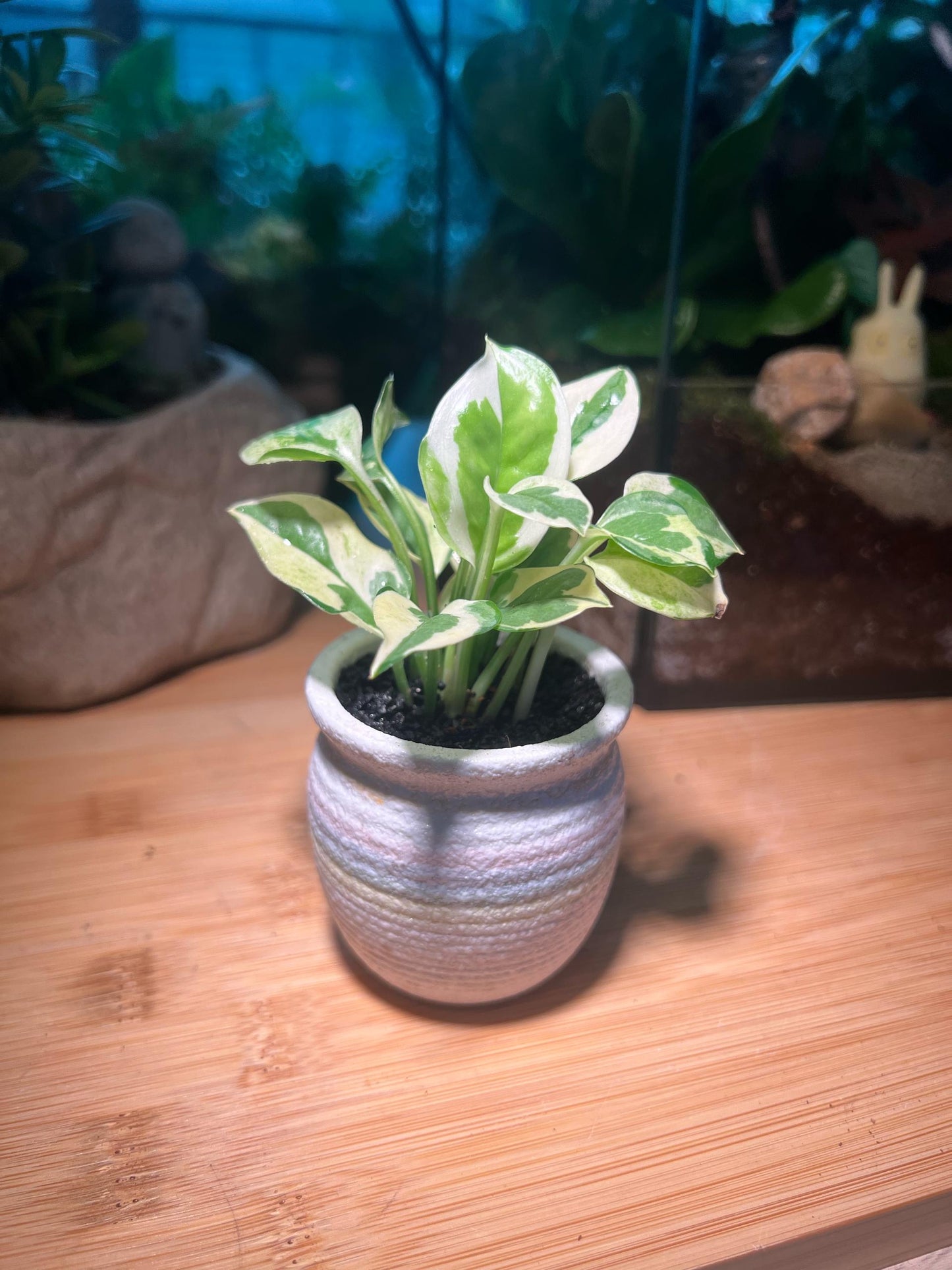 Golden Pothos in White Ceramic Pot