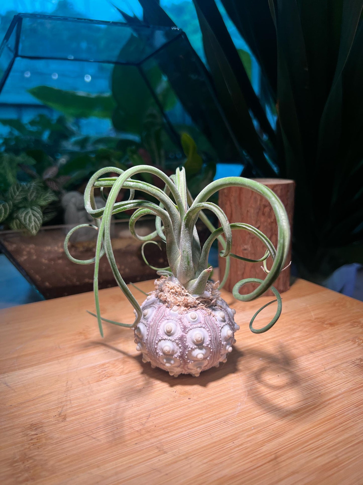 Airplant on Real Sea Urchin Shell